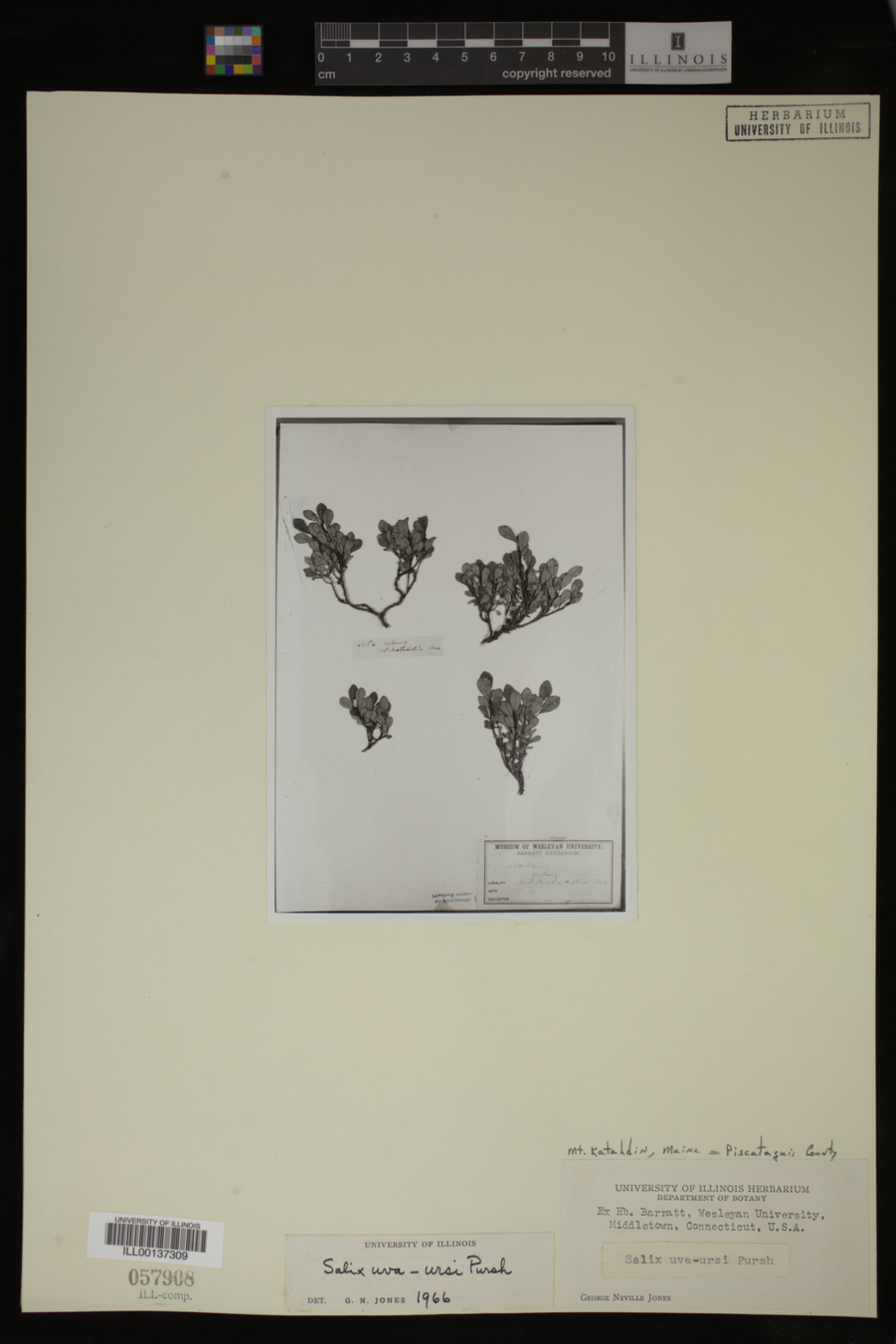 Salix uva-ursi image