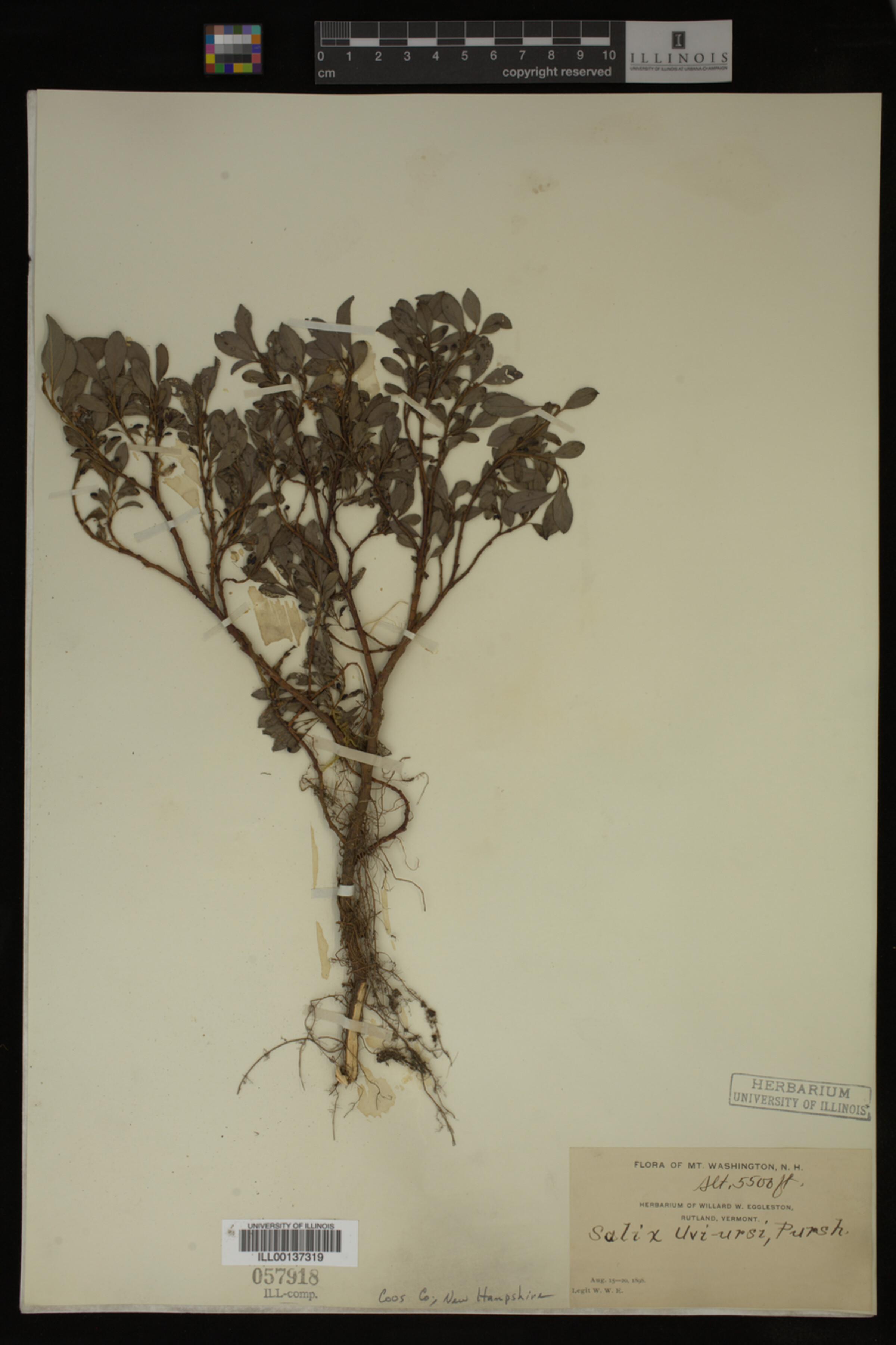 Salix uva-ursi image
