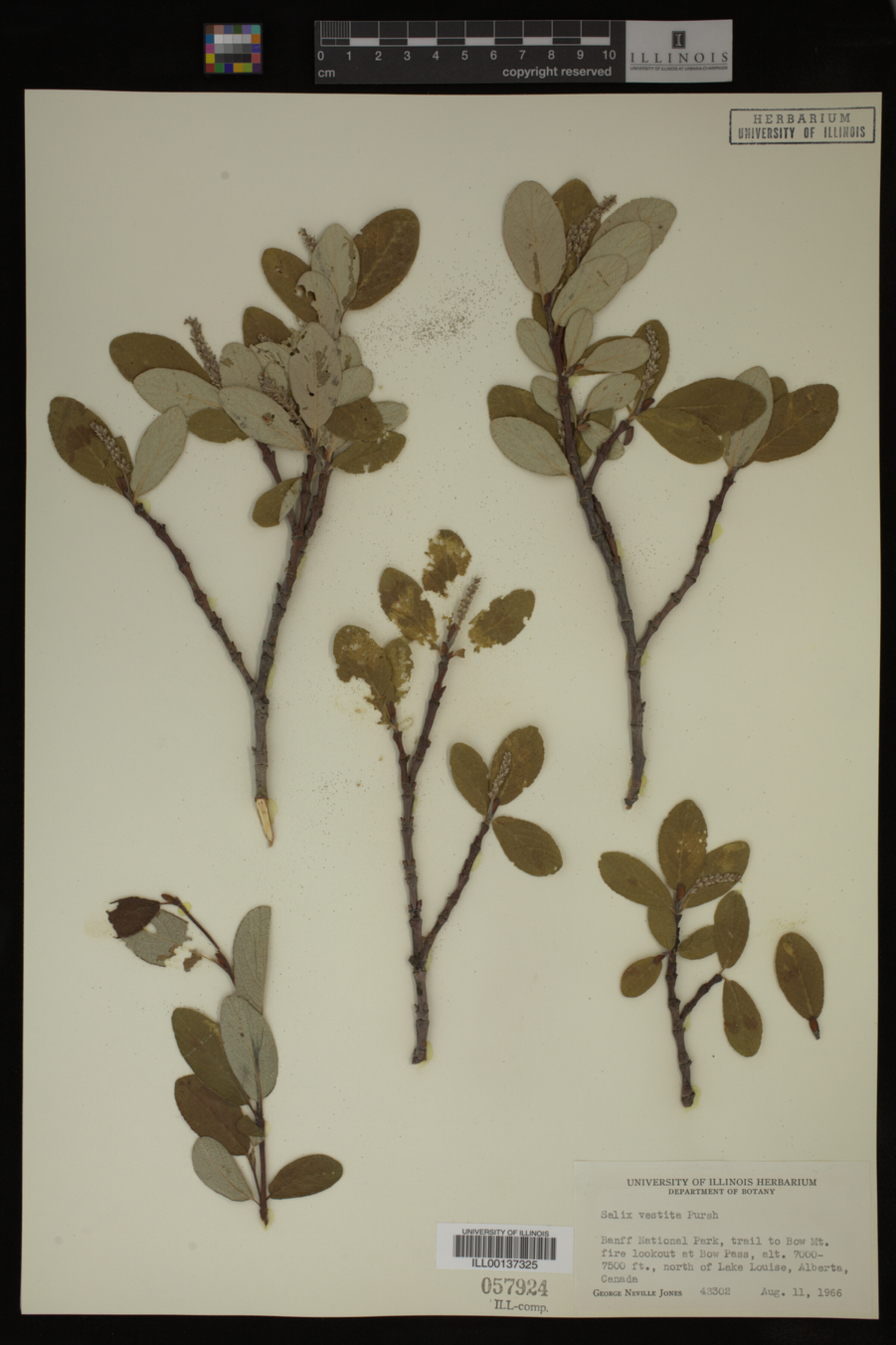 Salix vestita image