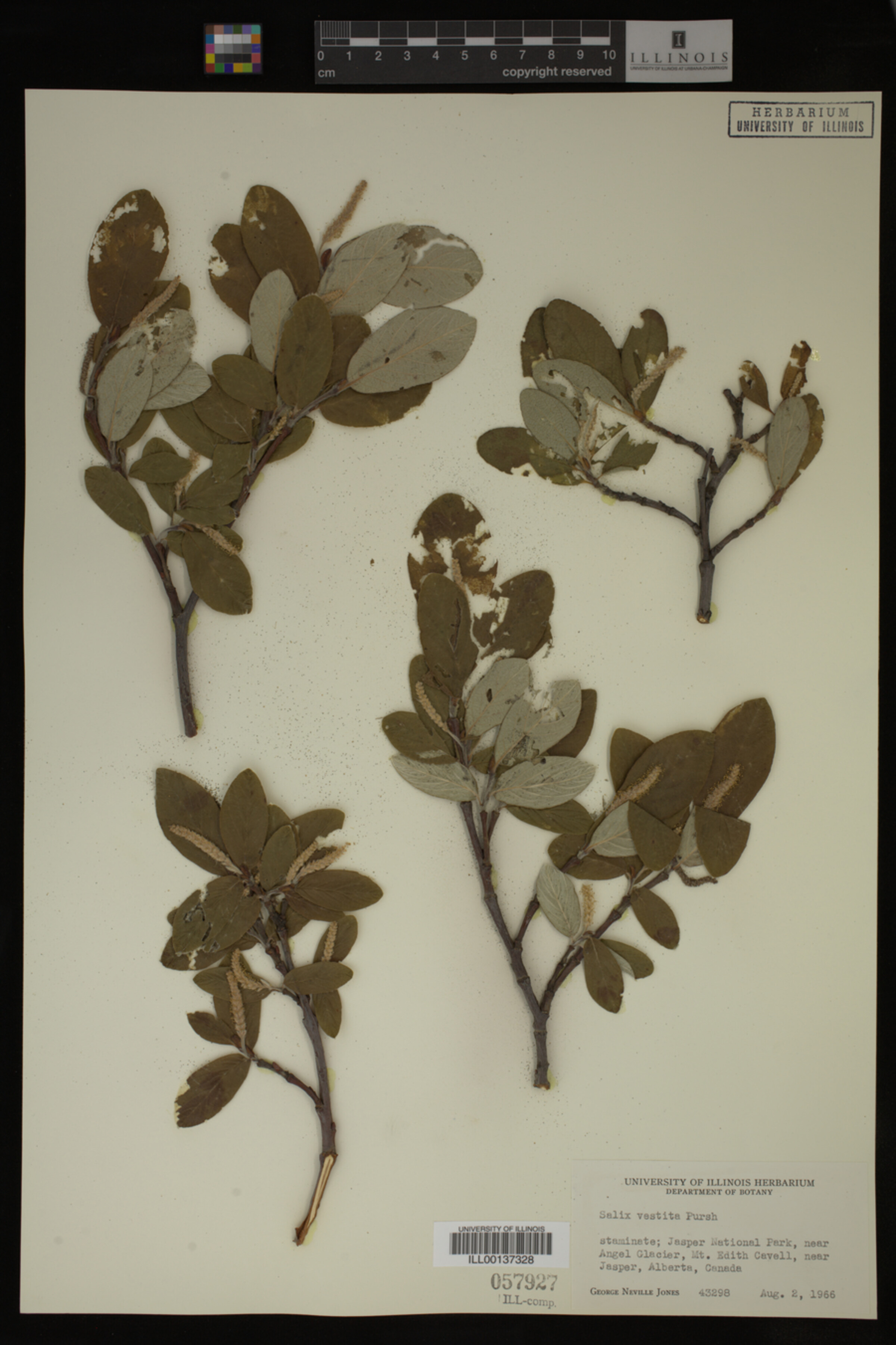 Salix vestita image