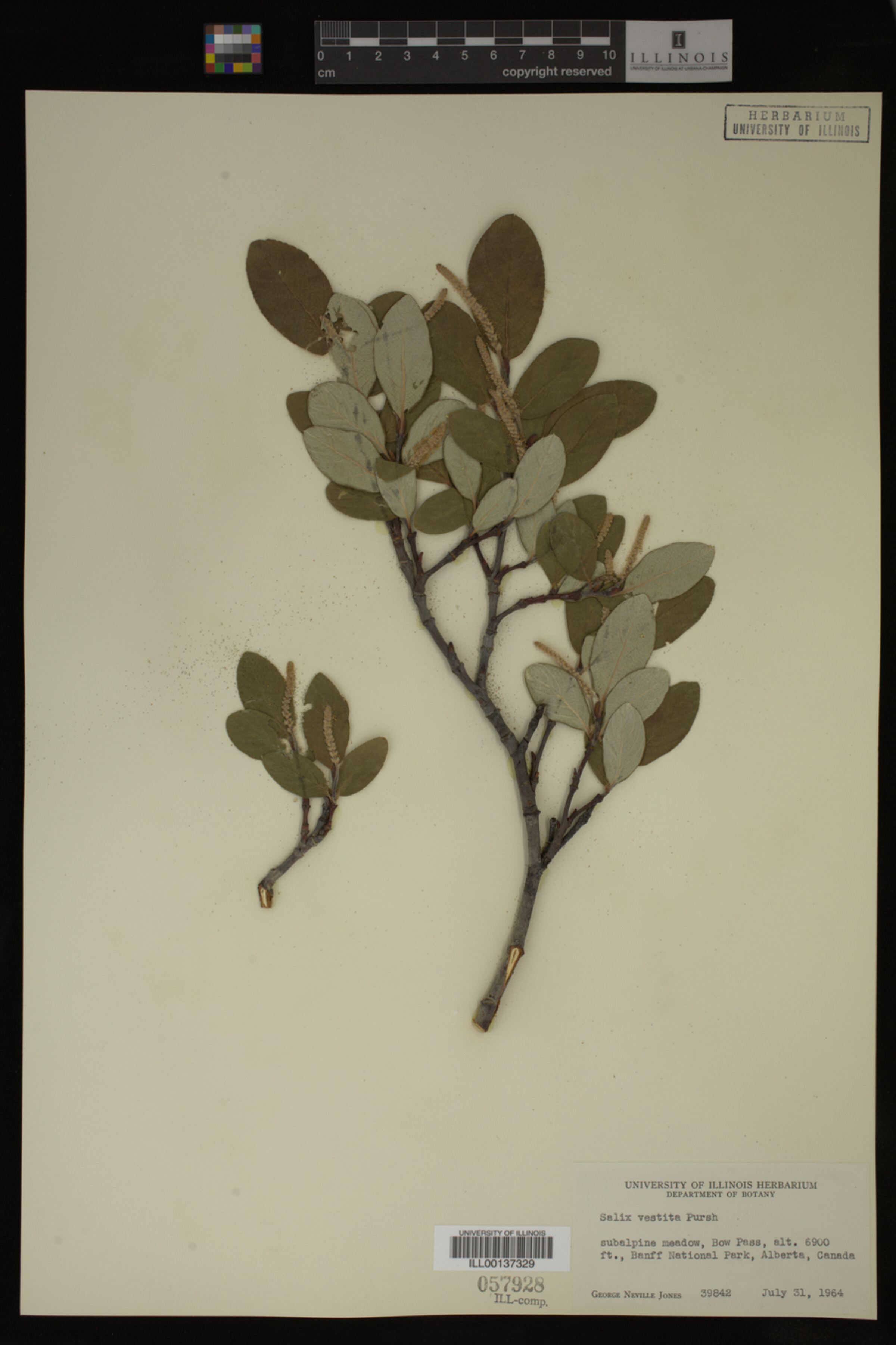Salix vestita image
