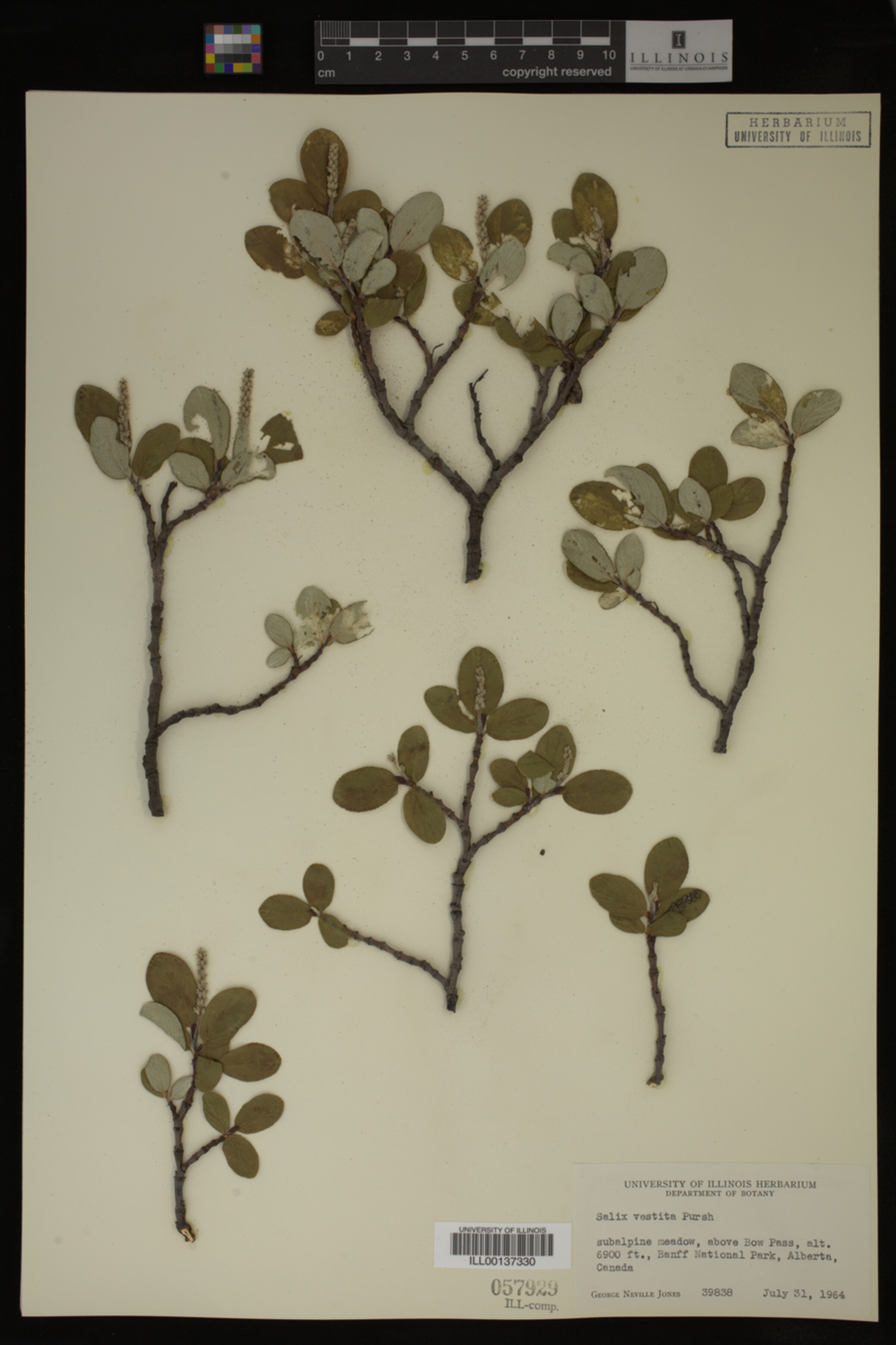 Salix vestita image