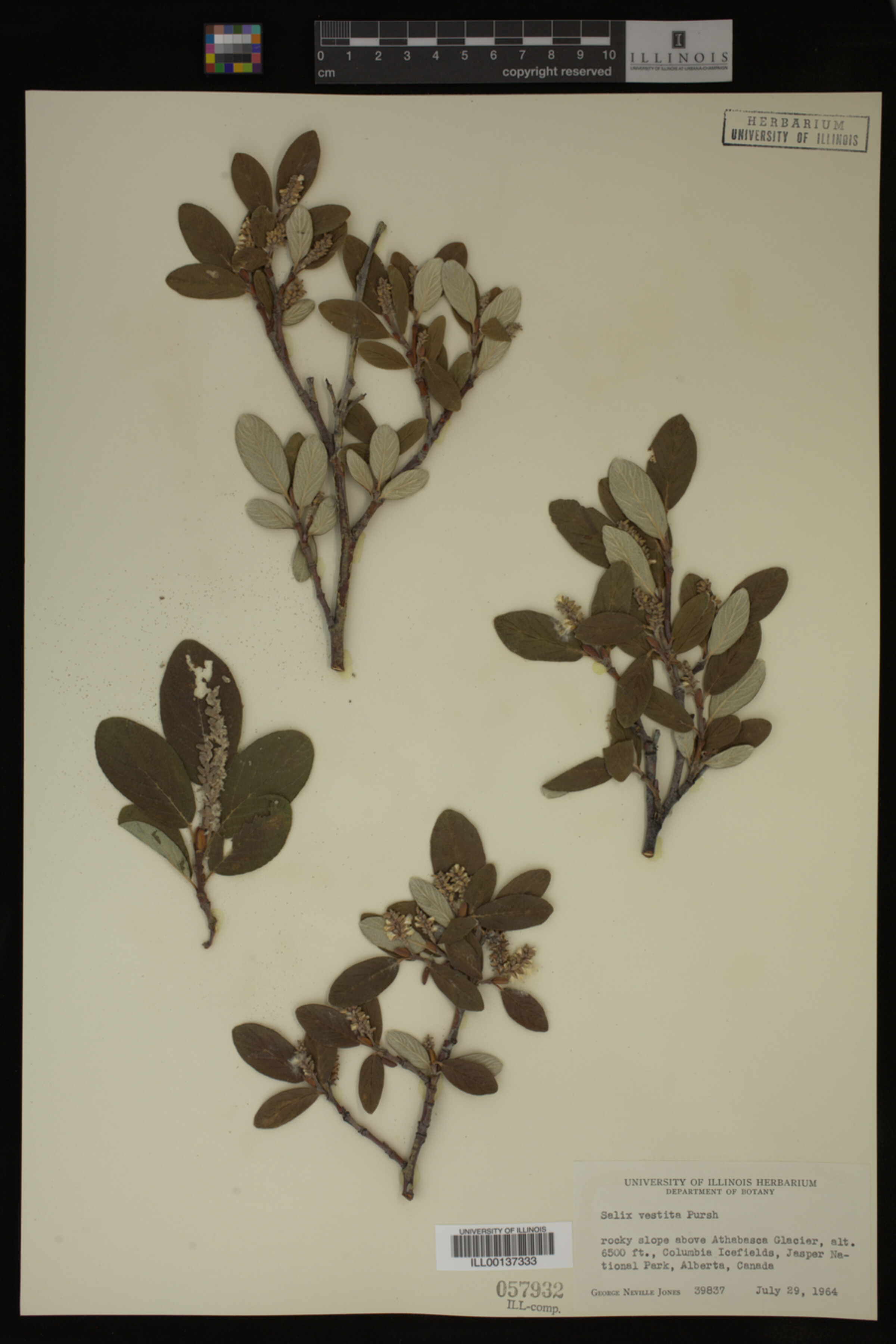 Salix vestita image