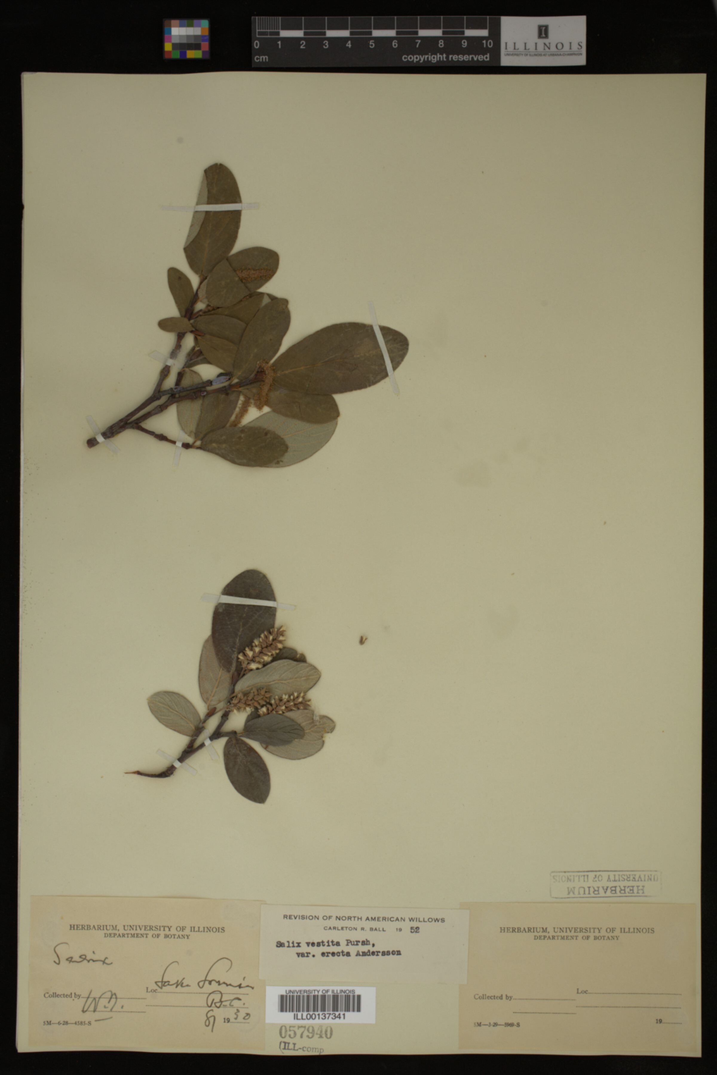 Salix vestita image