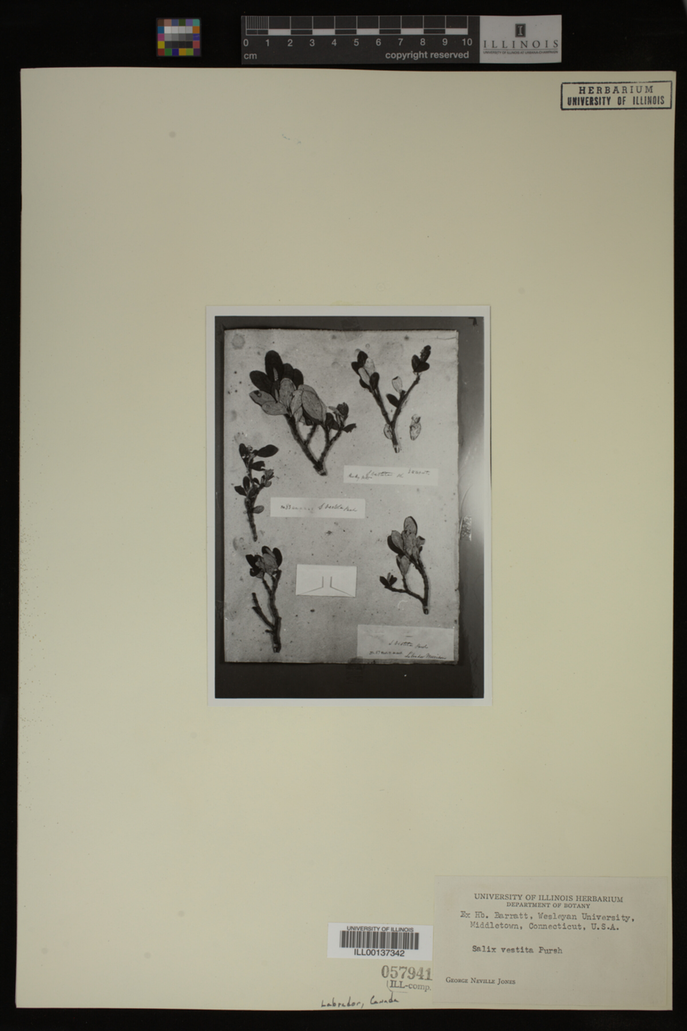 Salix vestita image