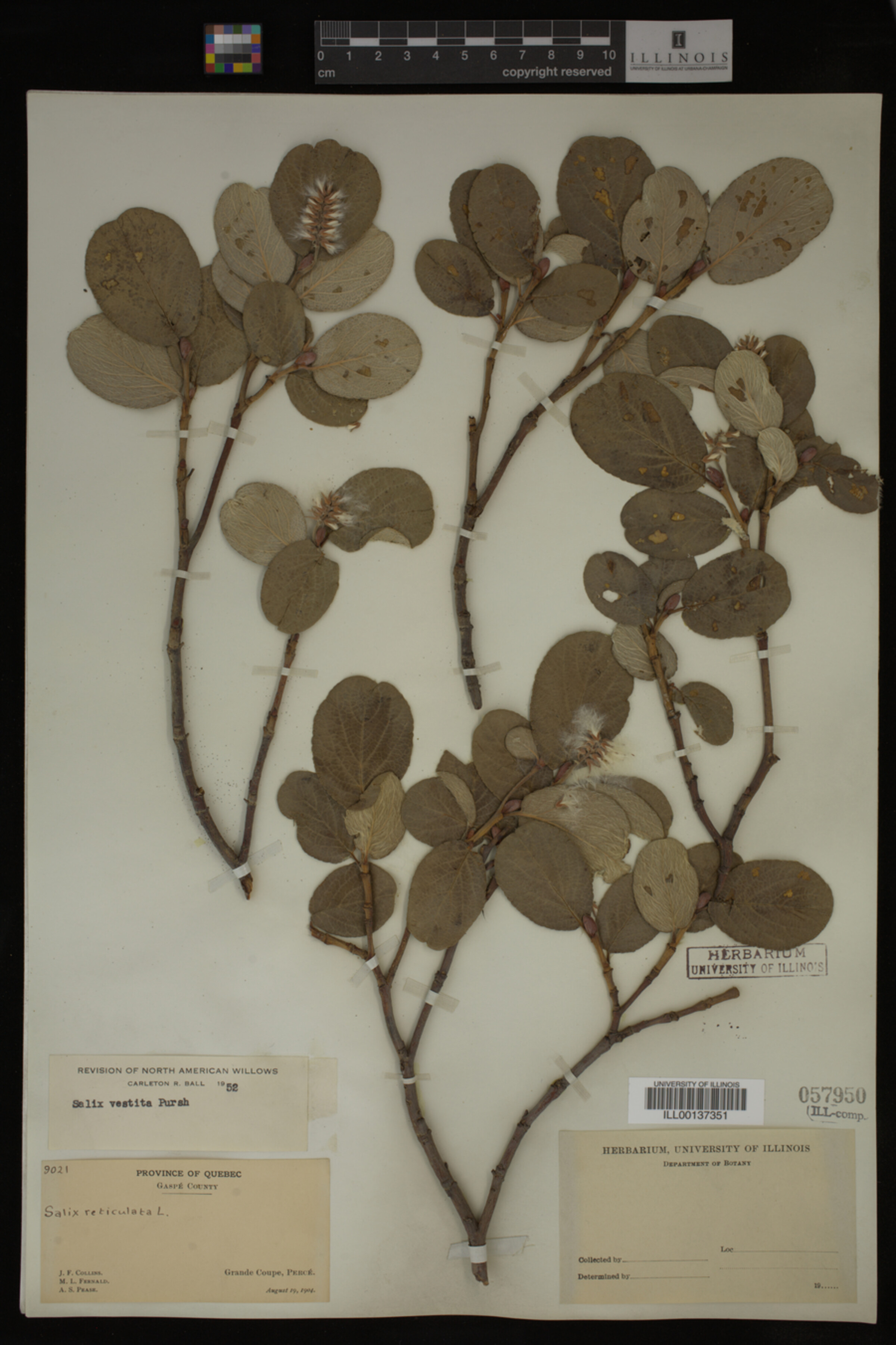 Salix vestita image