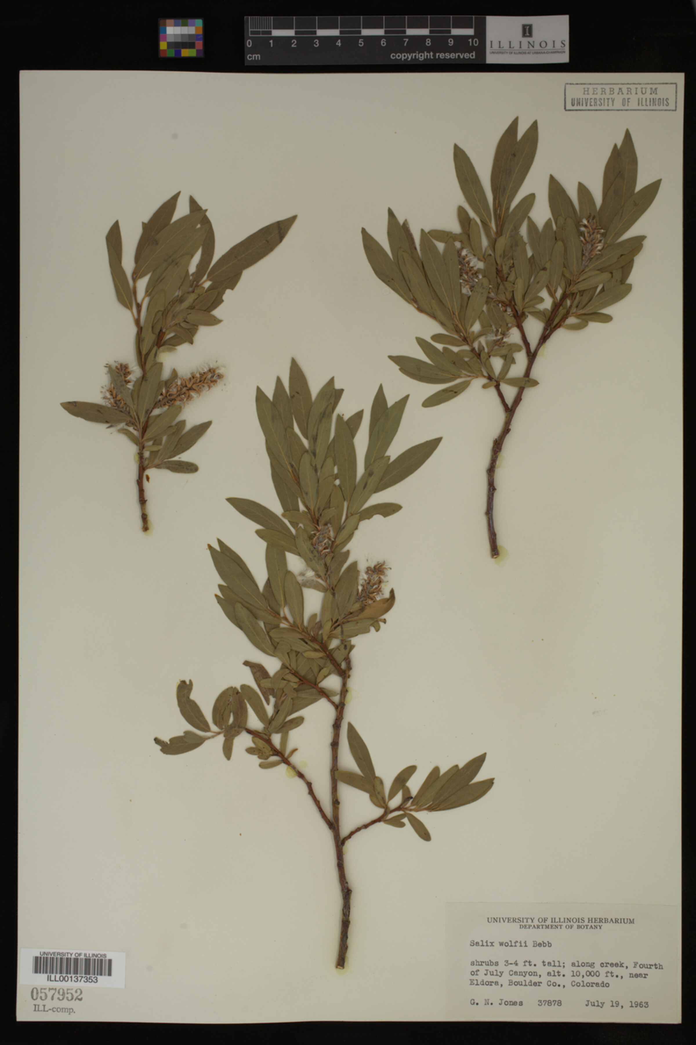 Salix wolfii image