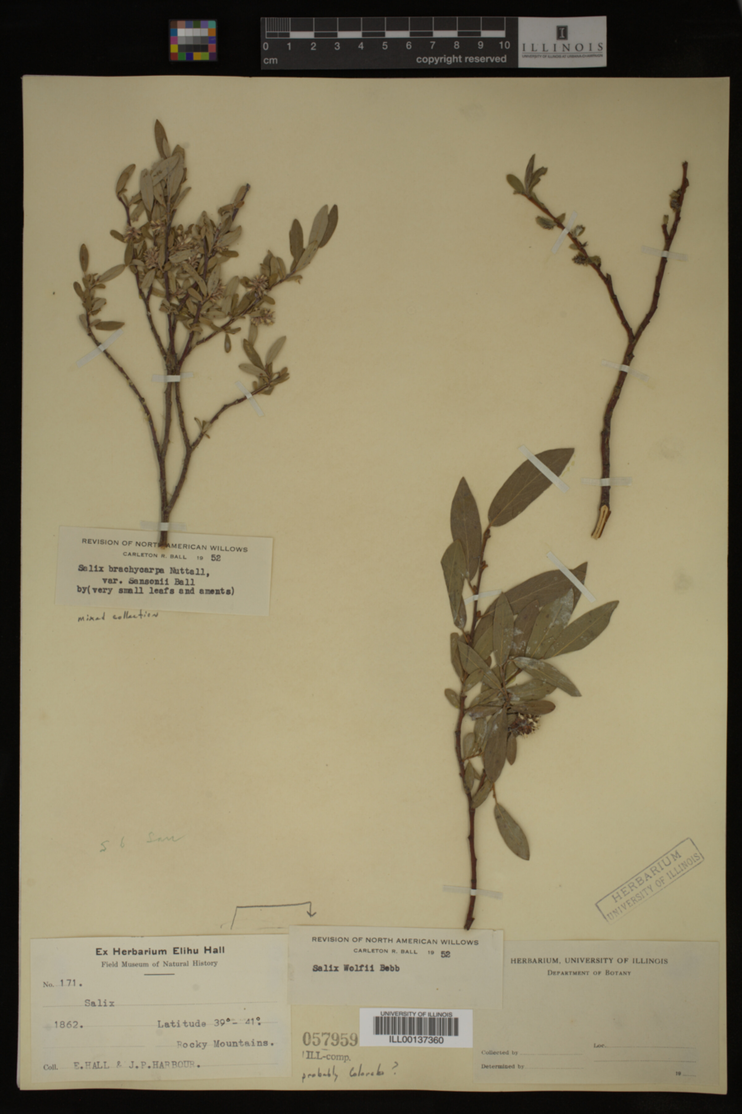 Salix wolfii image