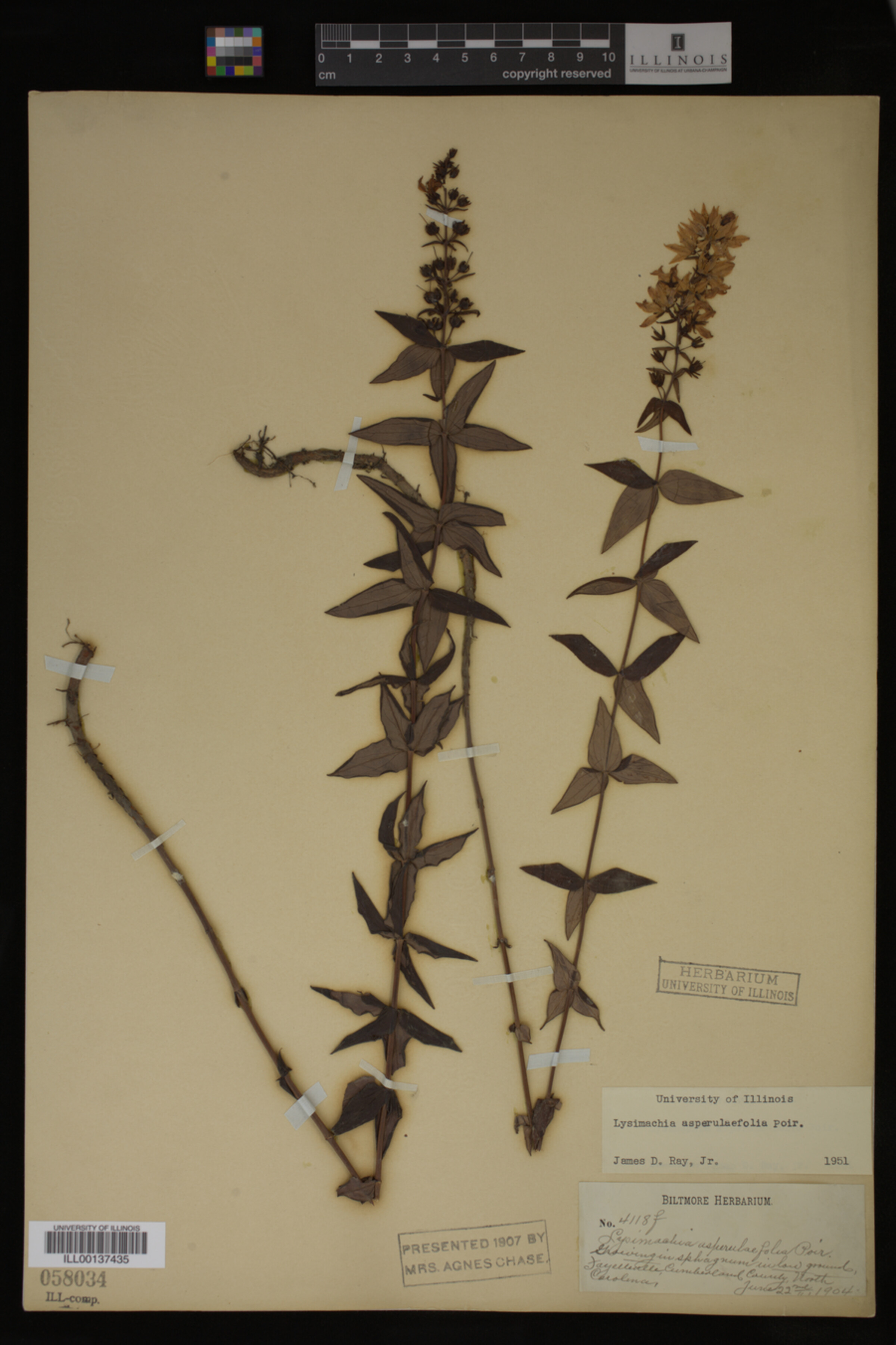 Lysimachia image