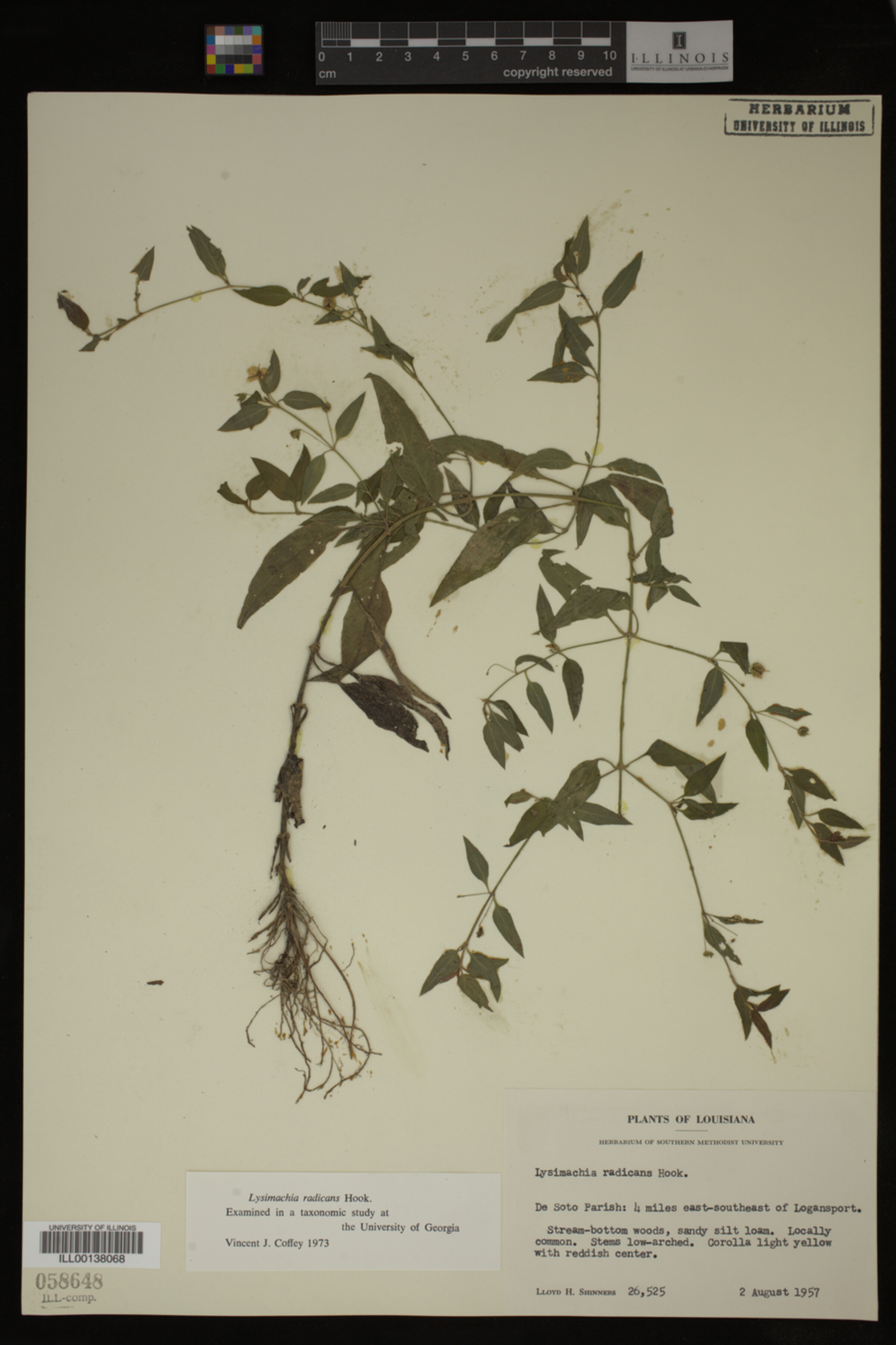 Lysimachia radicans image