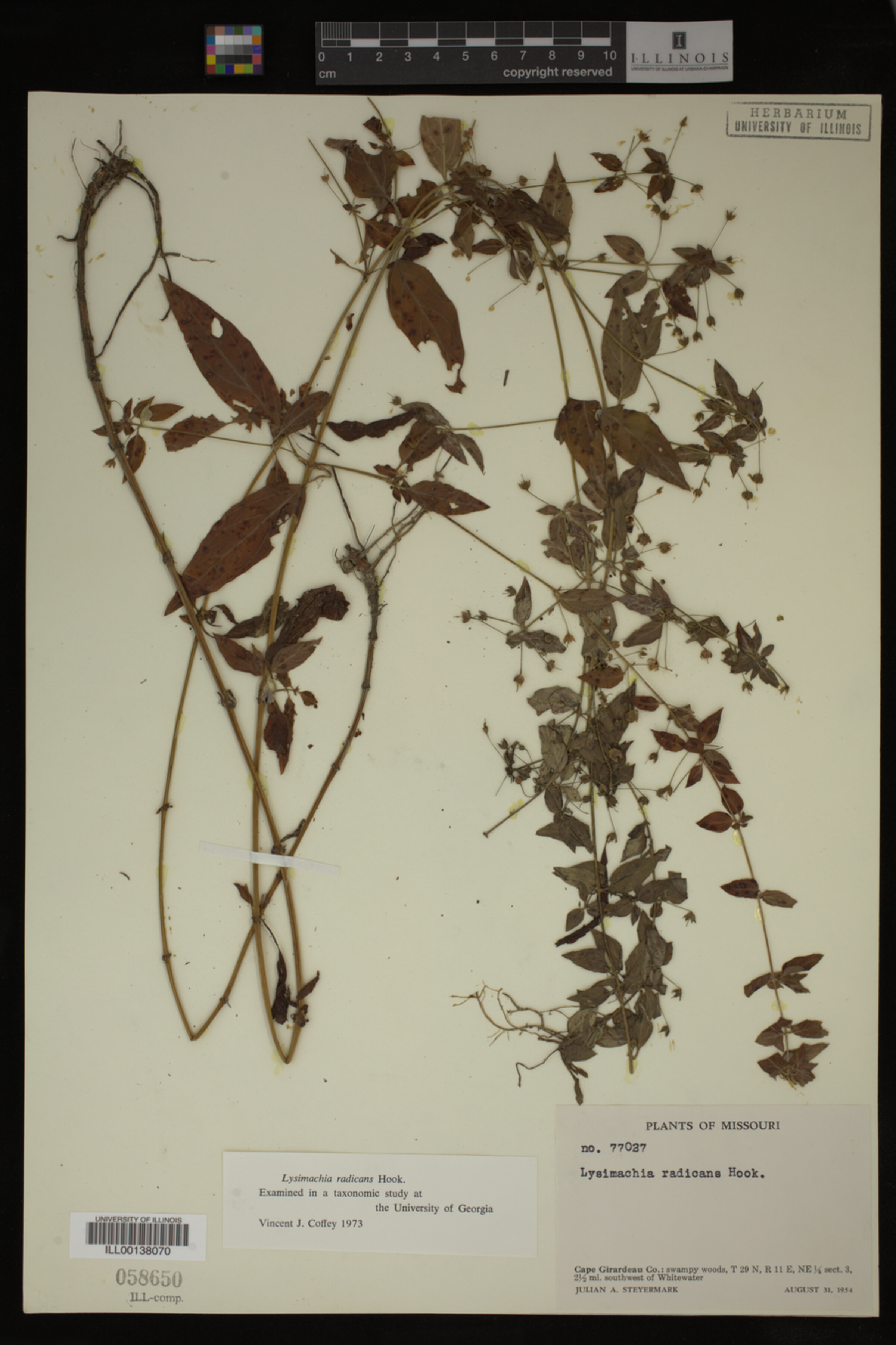 Lysimachia radicans image