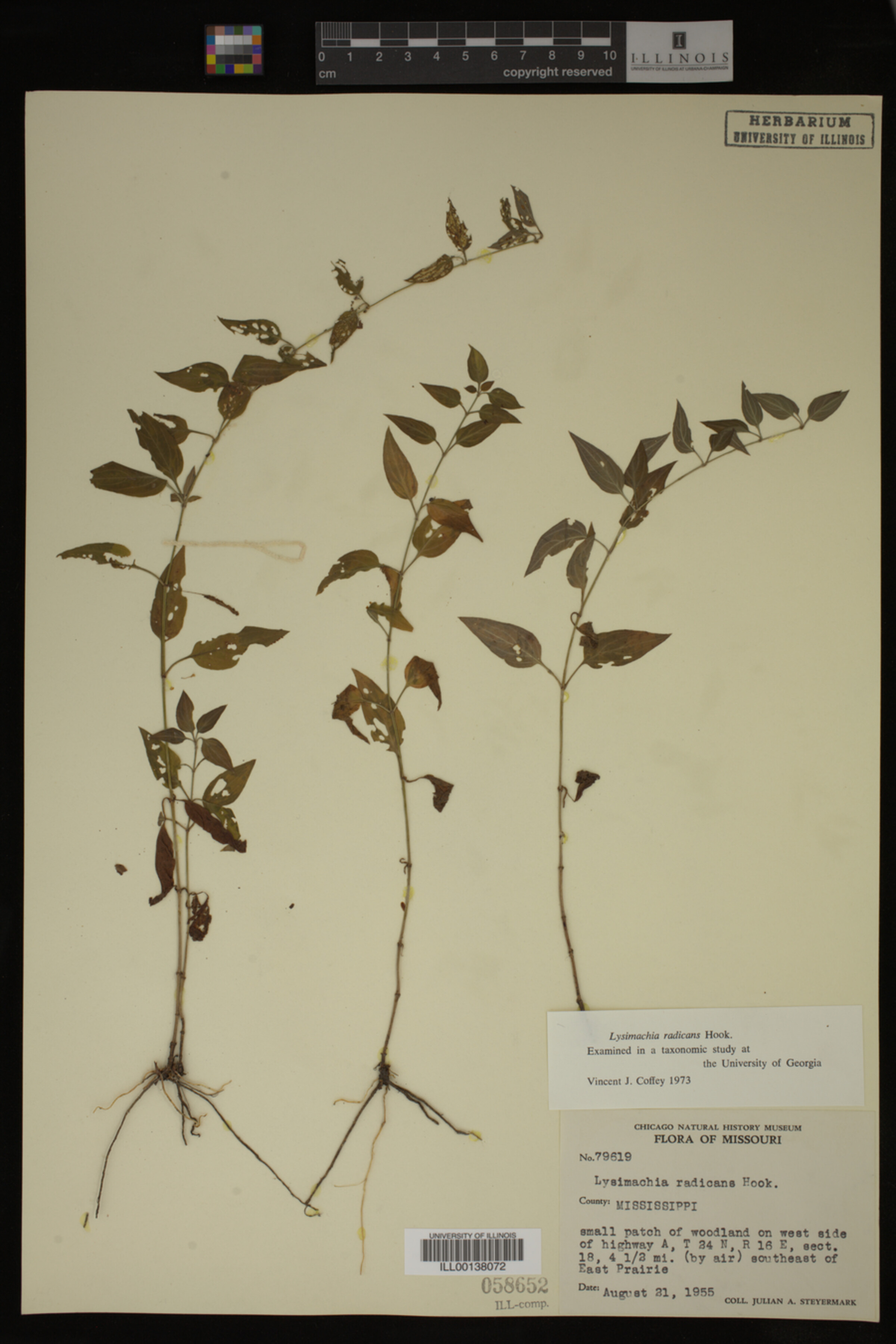 Lysimachia radicans image
