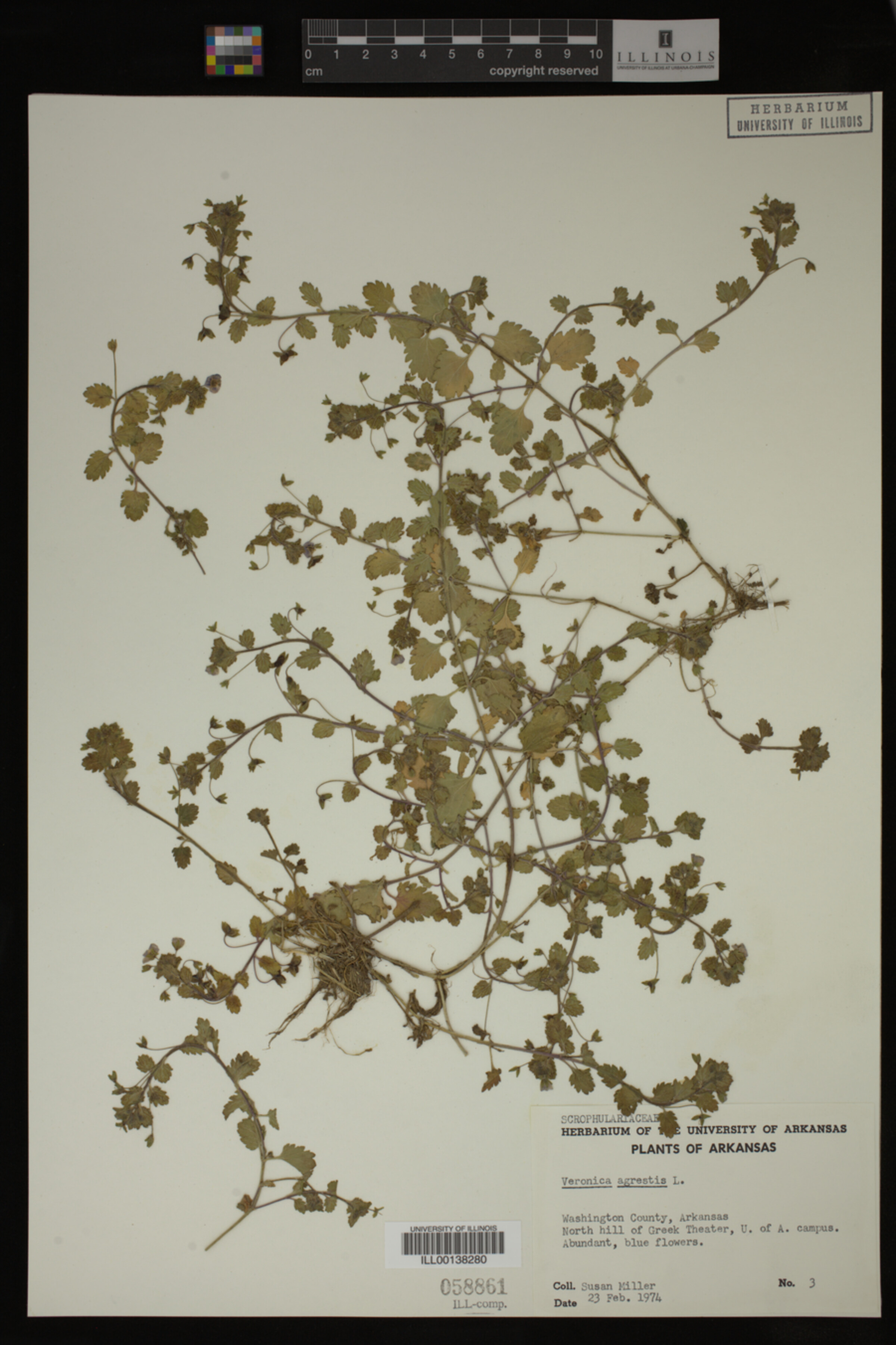Veronica agrestis image