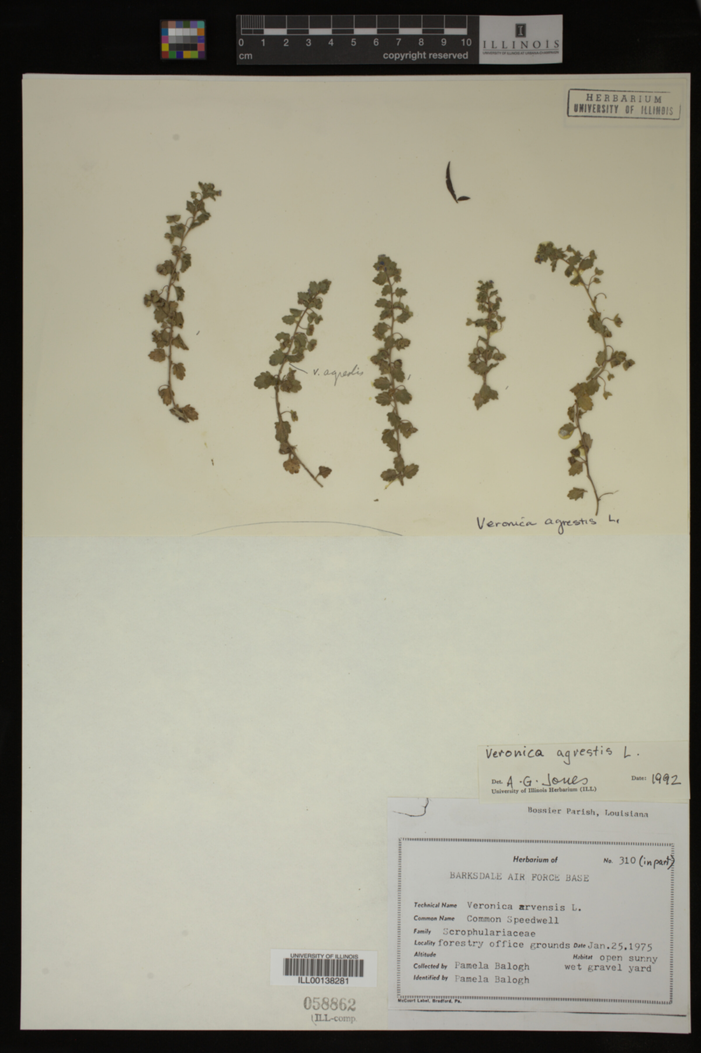 Veronica agrestis image