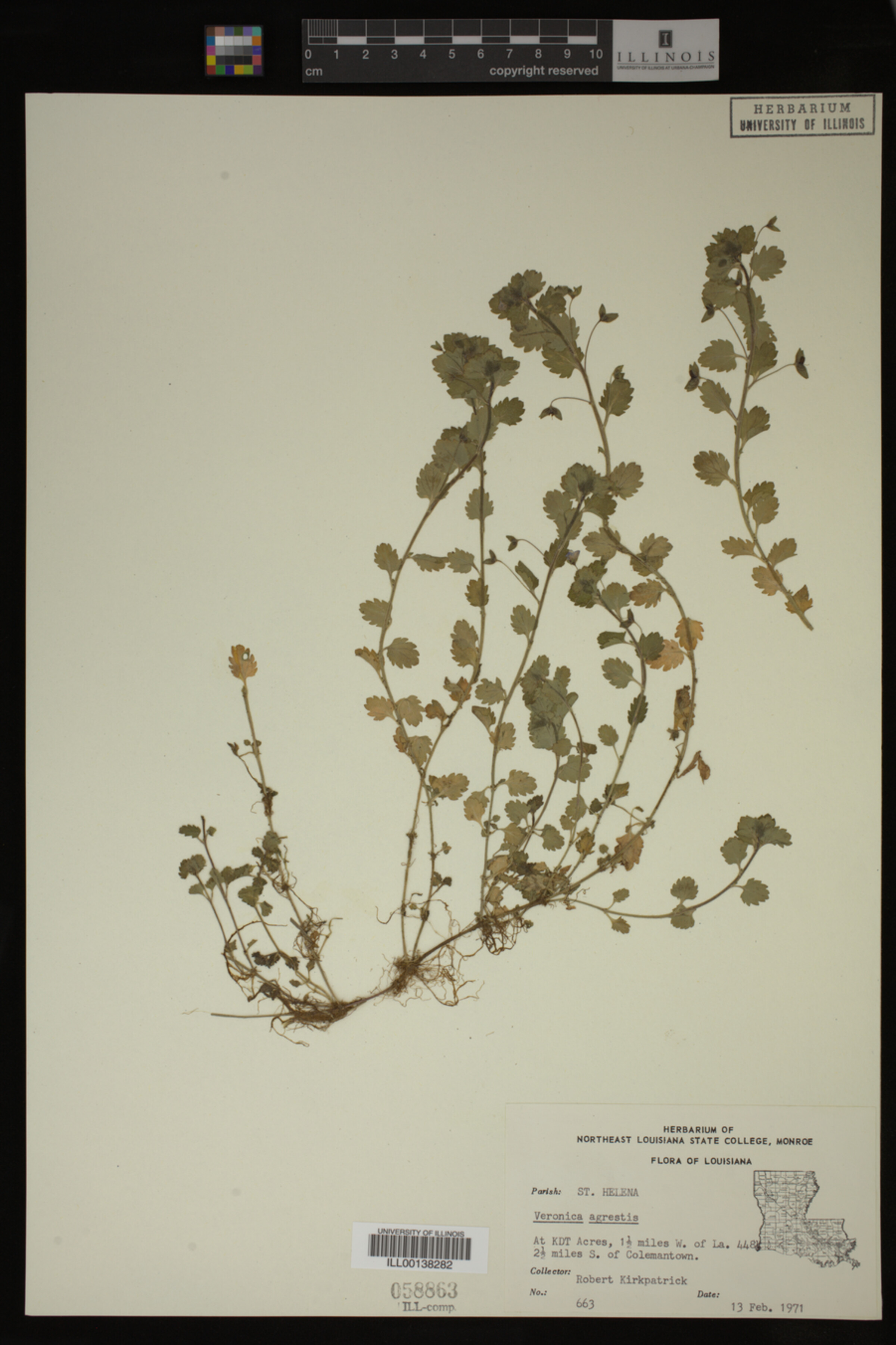 Veronica agrestis image