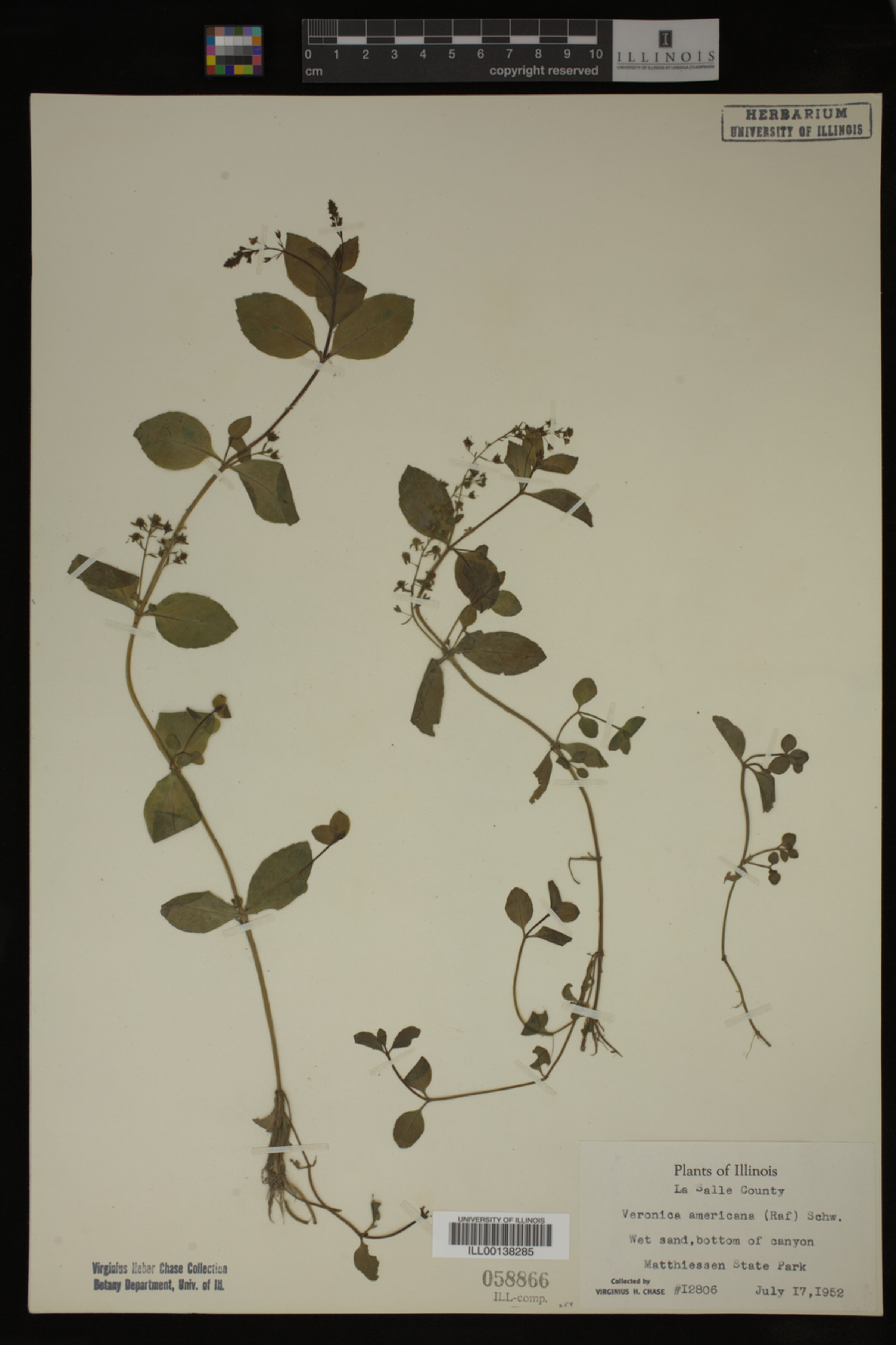 Veronica americana image