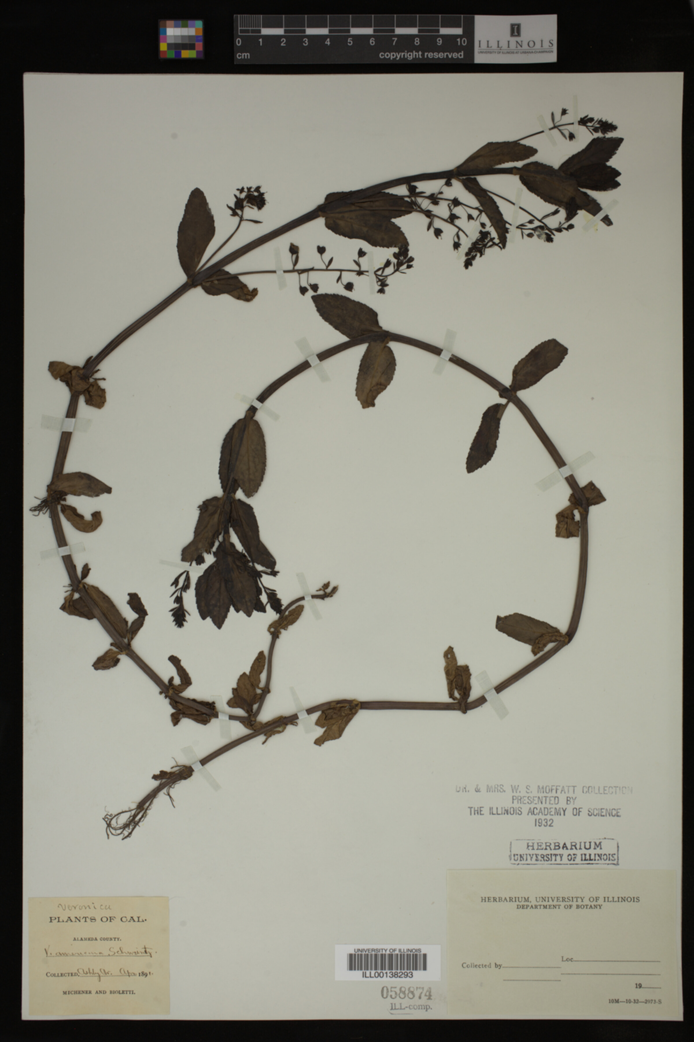 Veronica americana image