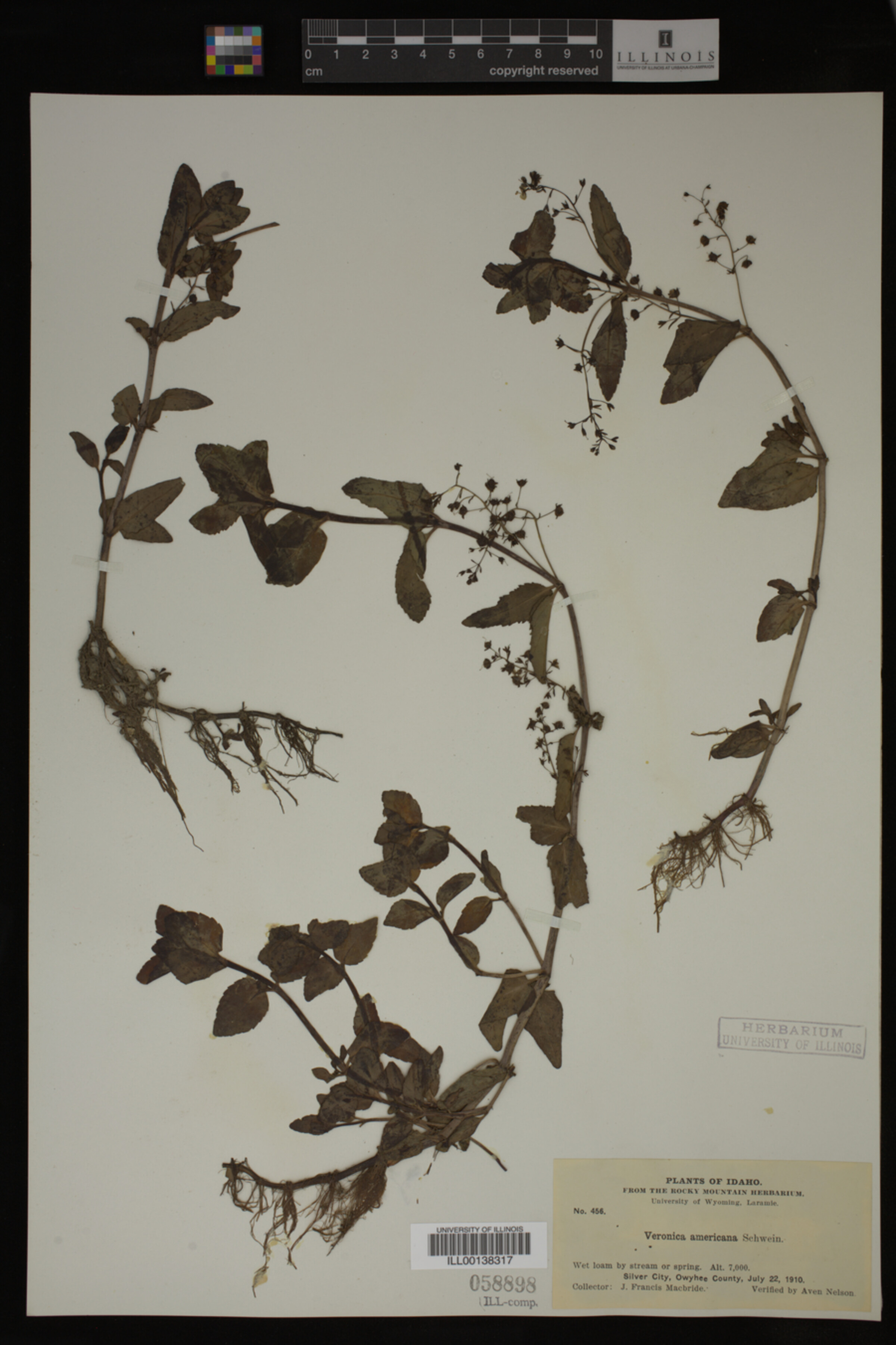 Veronica americana image