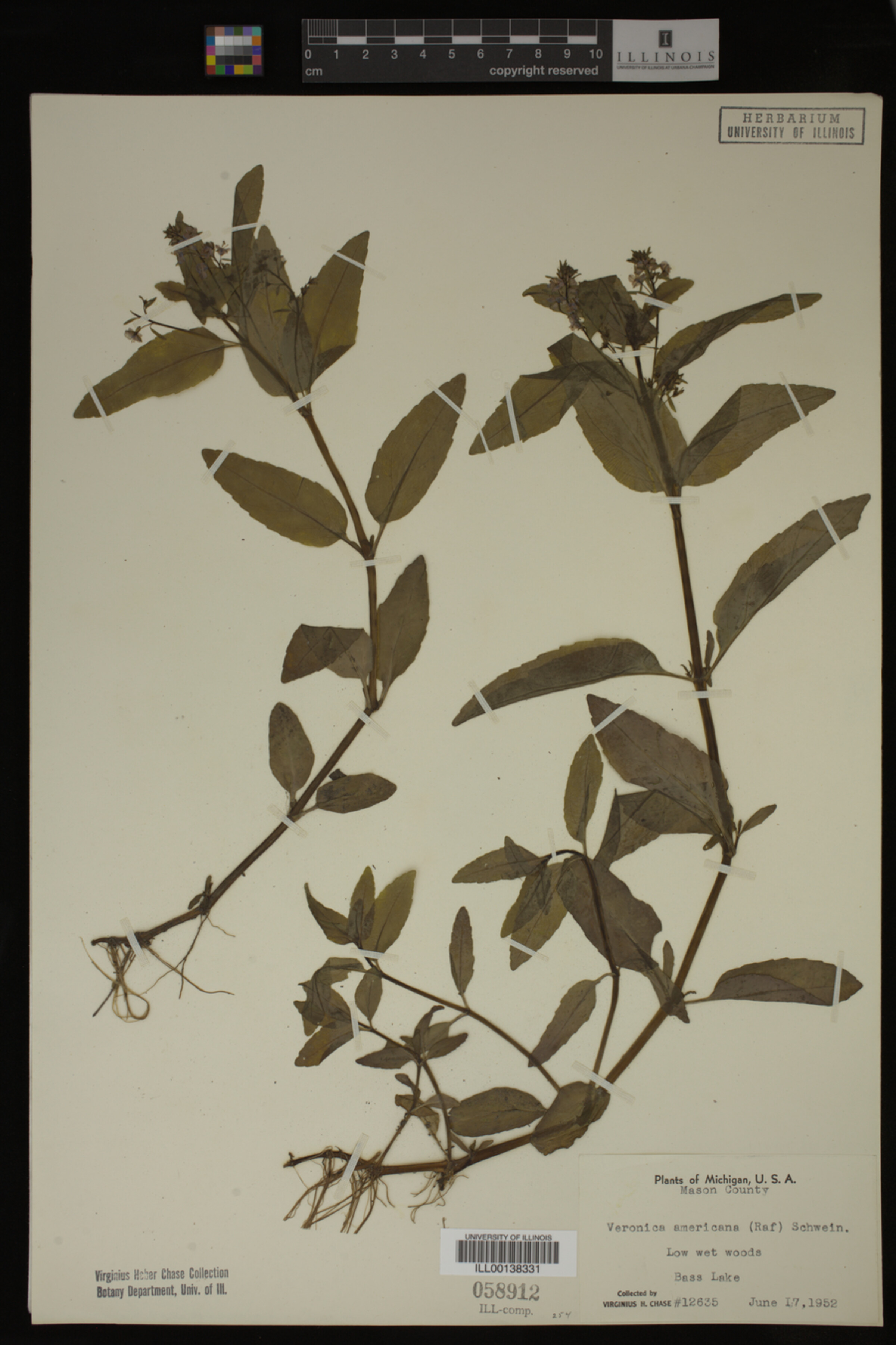 Veronica americana image