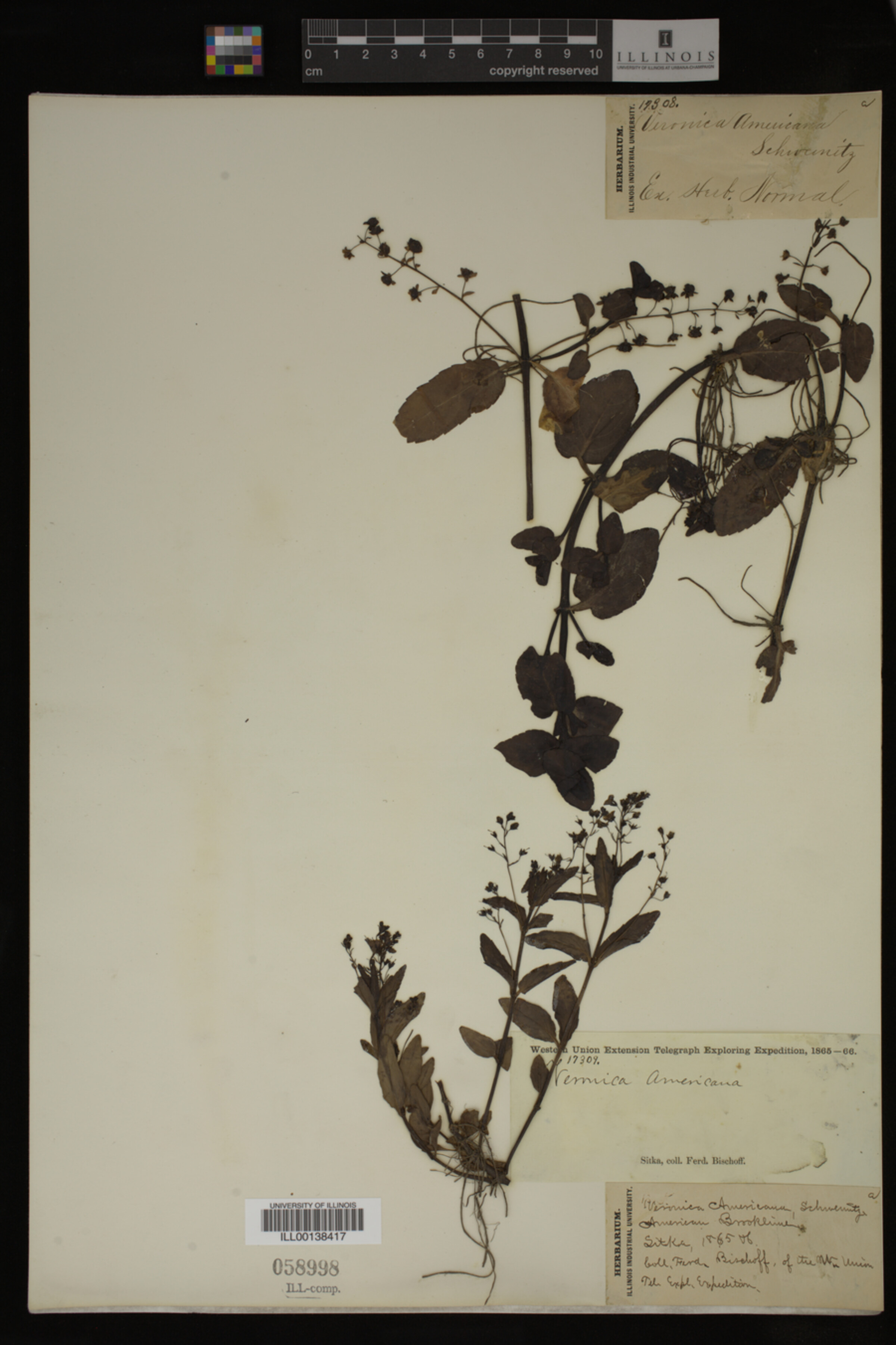 Veronica americana image