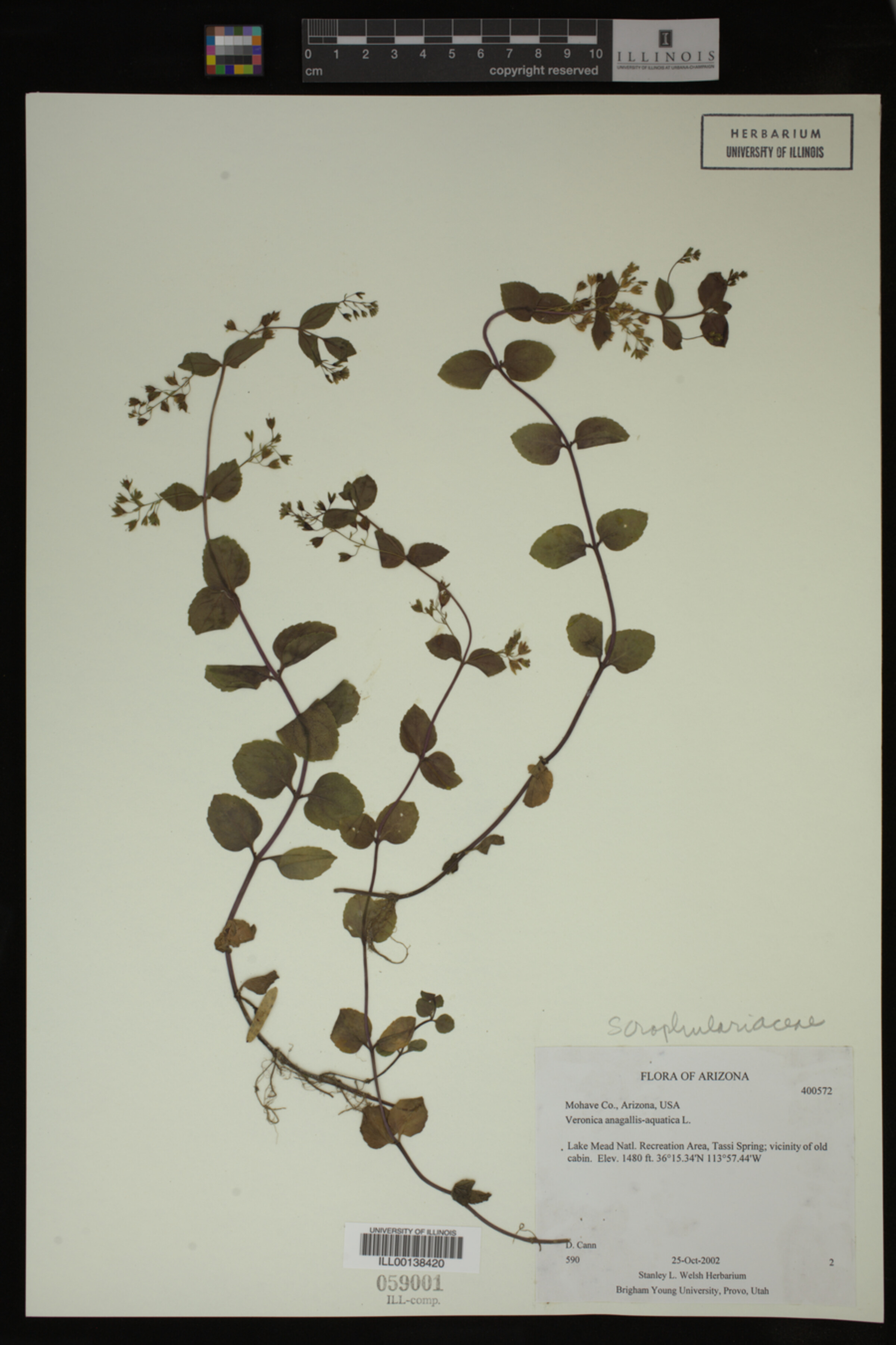 Veronica anagallis-aquatica image