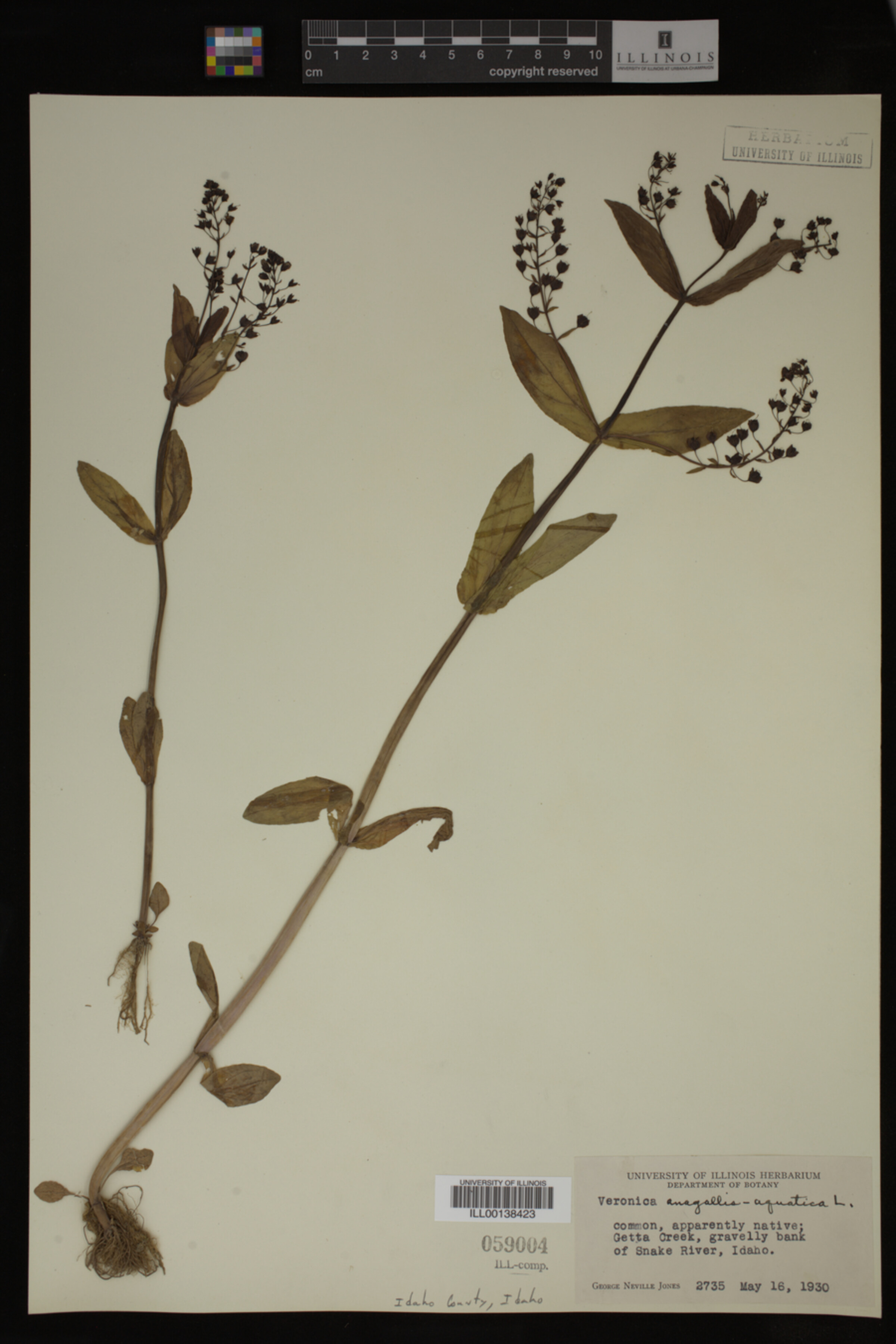 Veronica anagallis-aquatica image