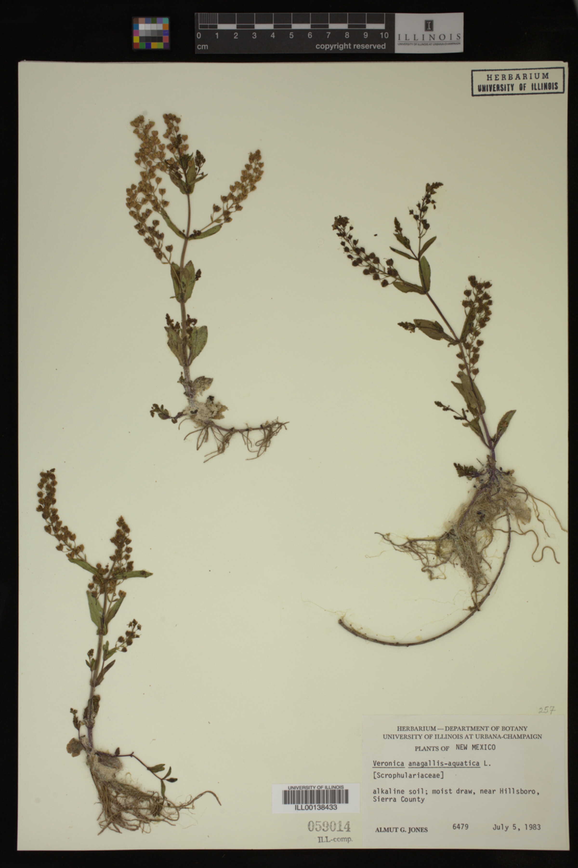 Veronica anagallis-aquatica image