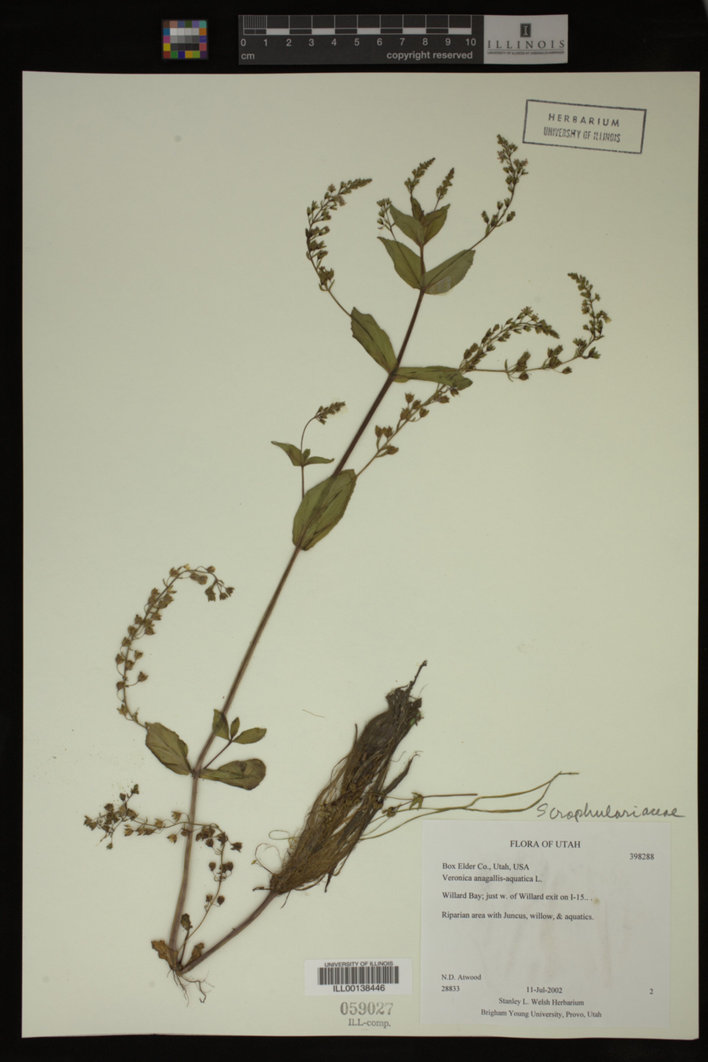 Veronica anagallis-aquatica image