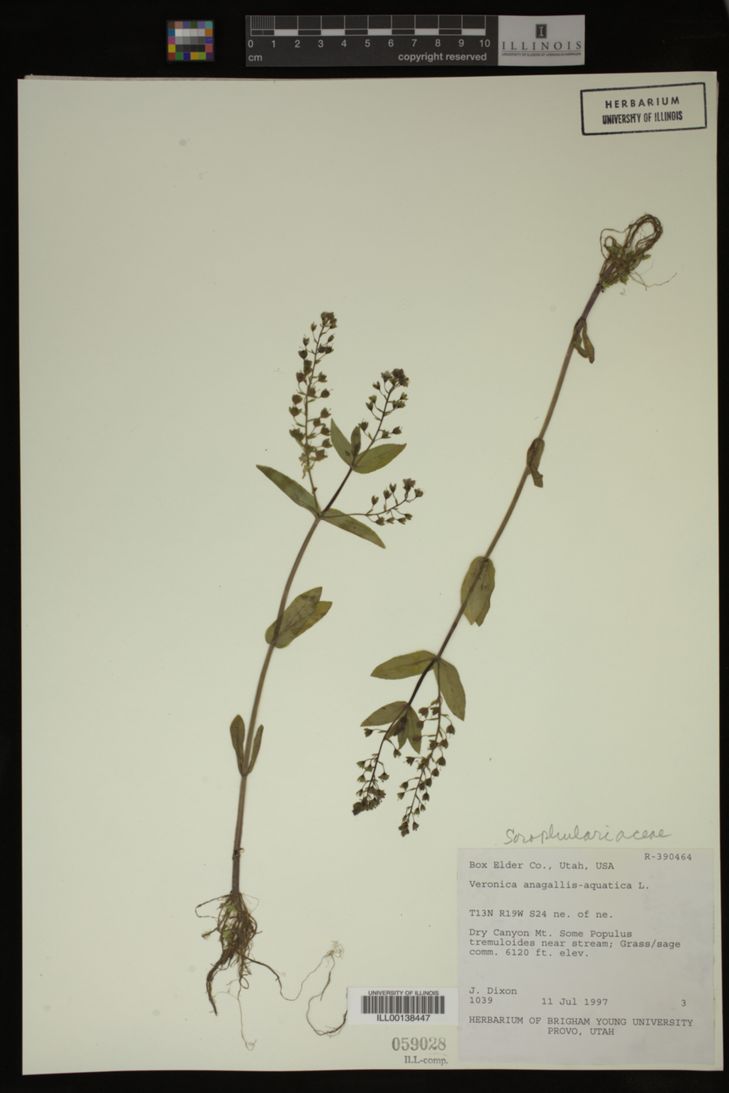 Veronica anagallis-aquatica image