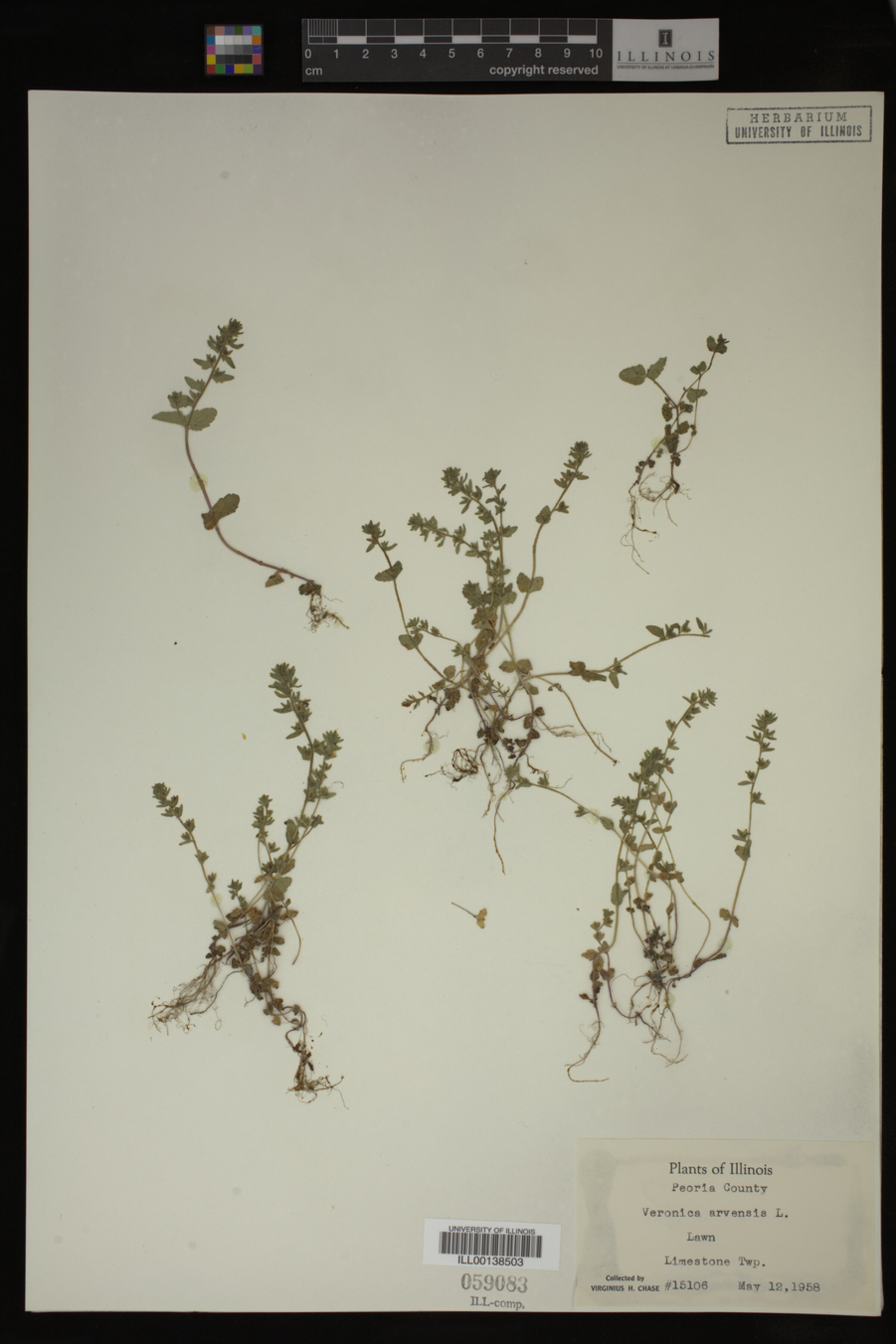 Veronica arvensis image