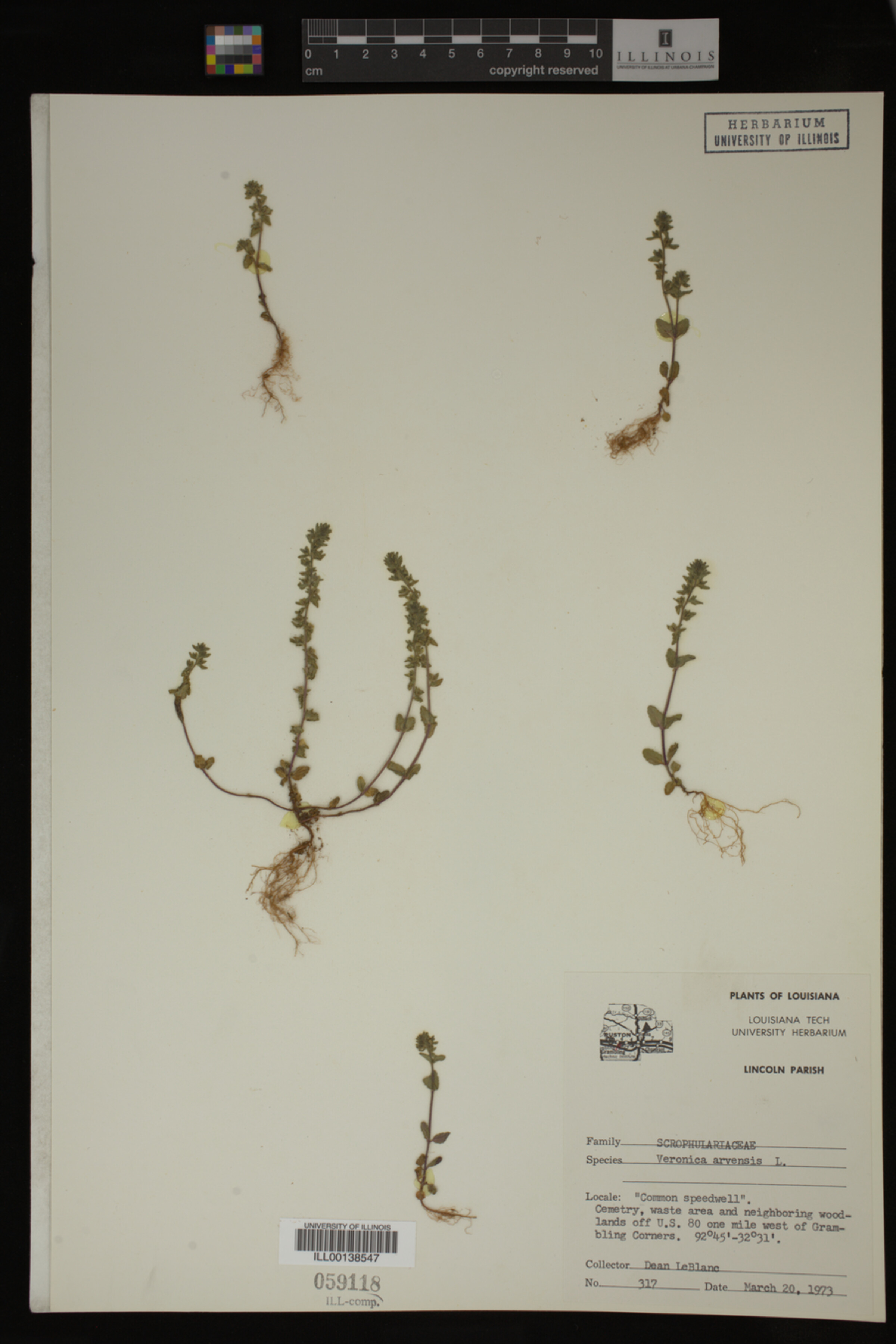 Veronica arvensis image
