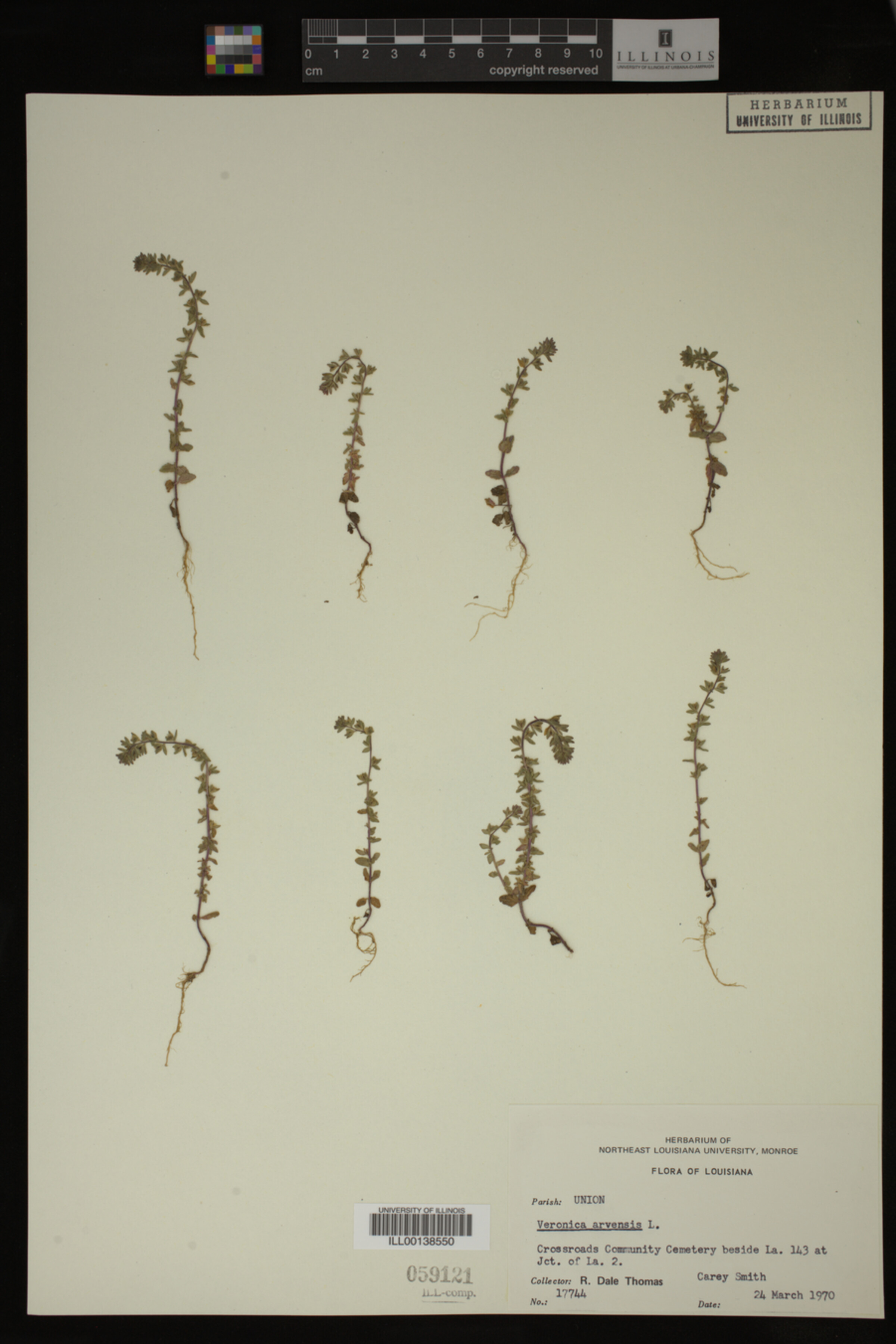 Veronica arvensis image