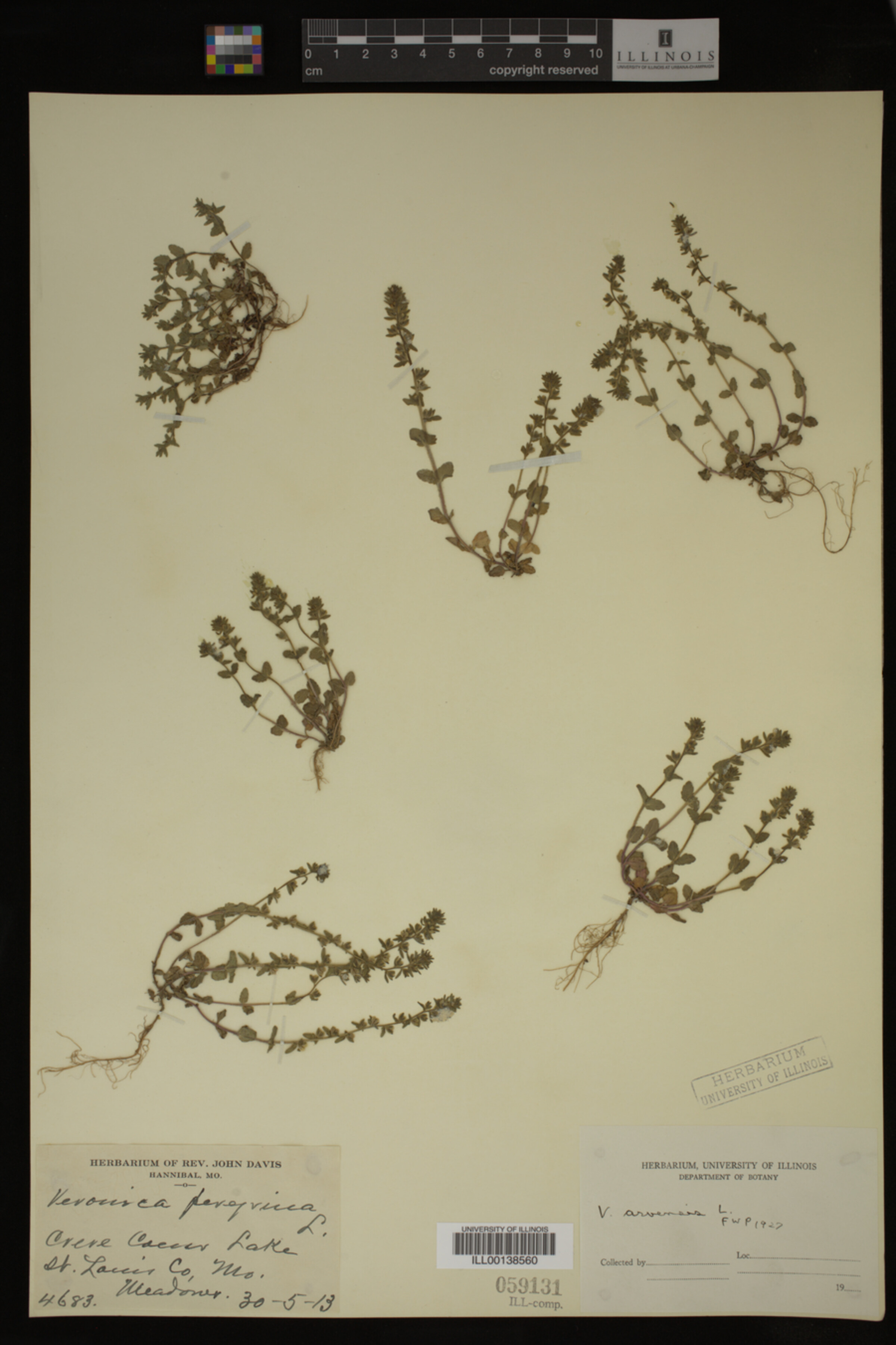Veronica arvensis image