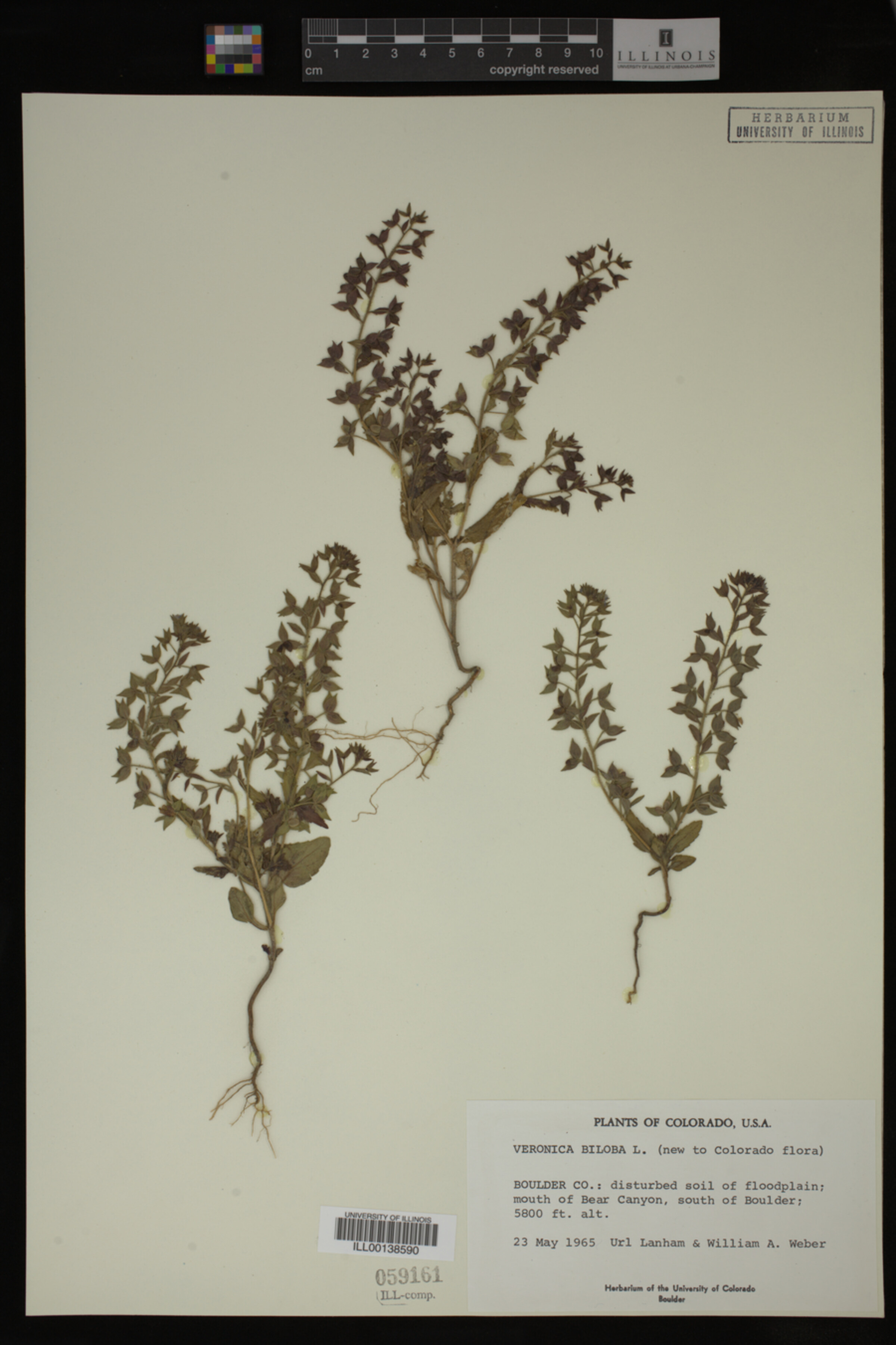 Veronica biloba image