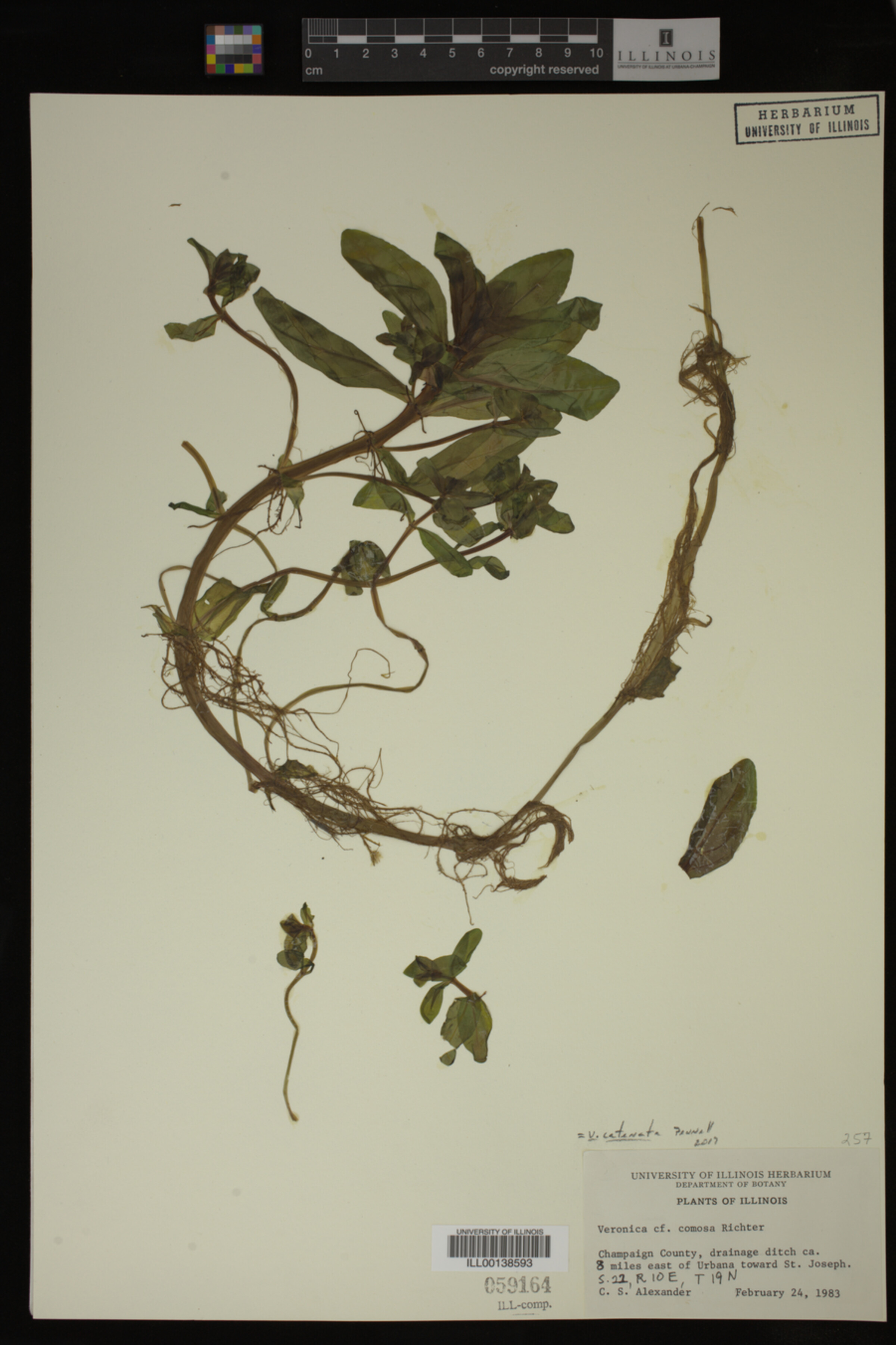 Veronica catenata image