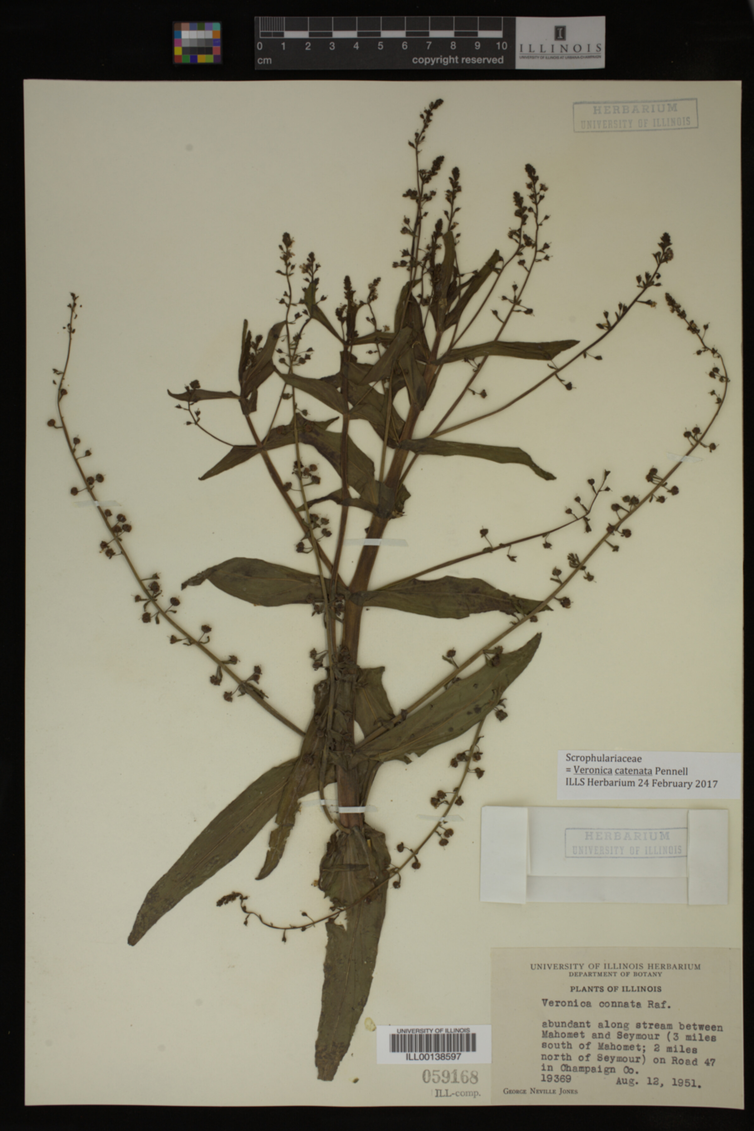 Veronica catenata image
