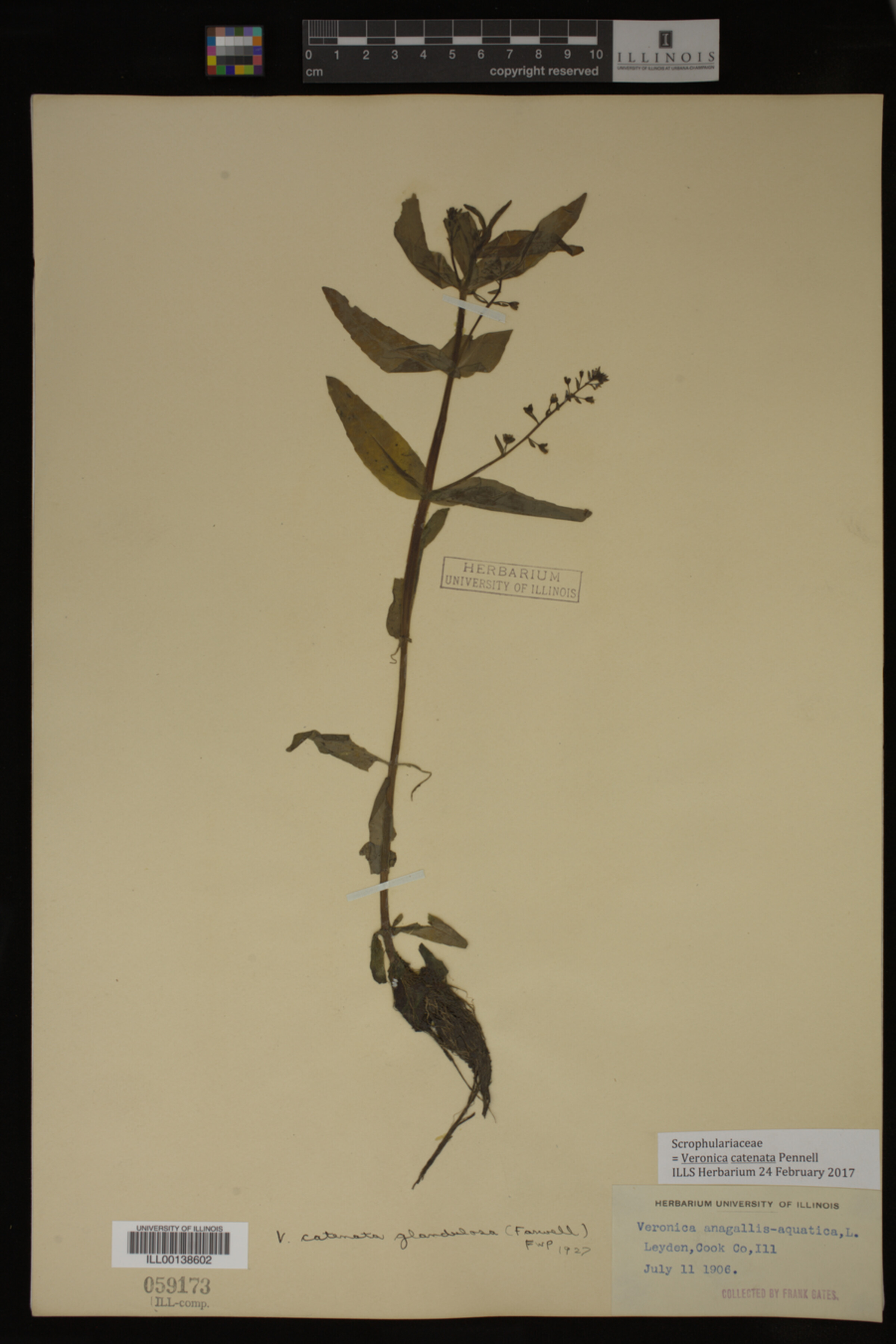 Veronica catenata image