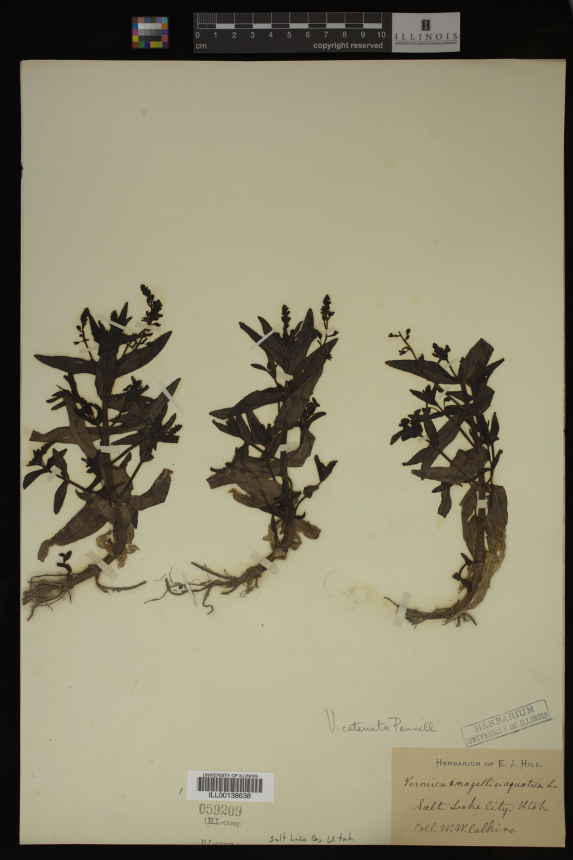 Veronica catenata image