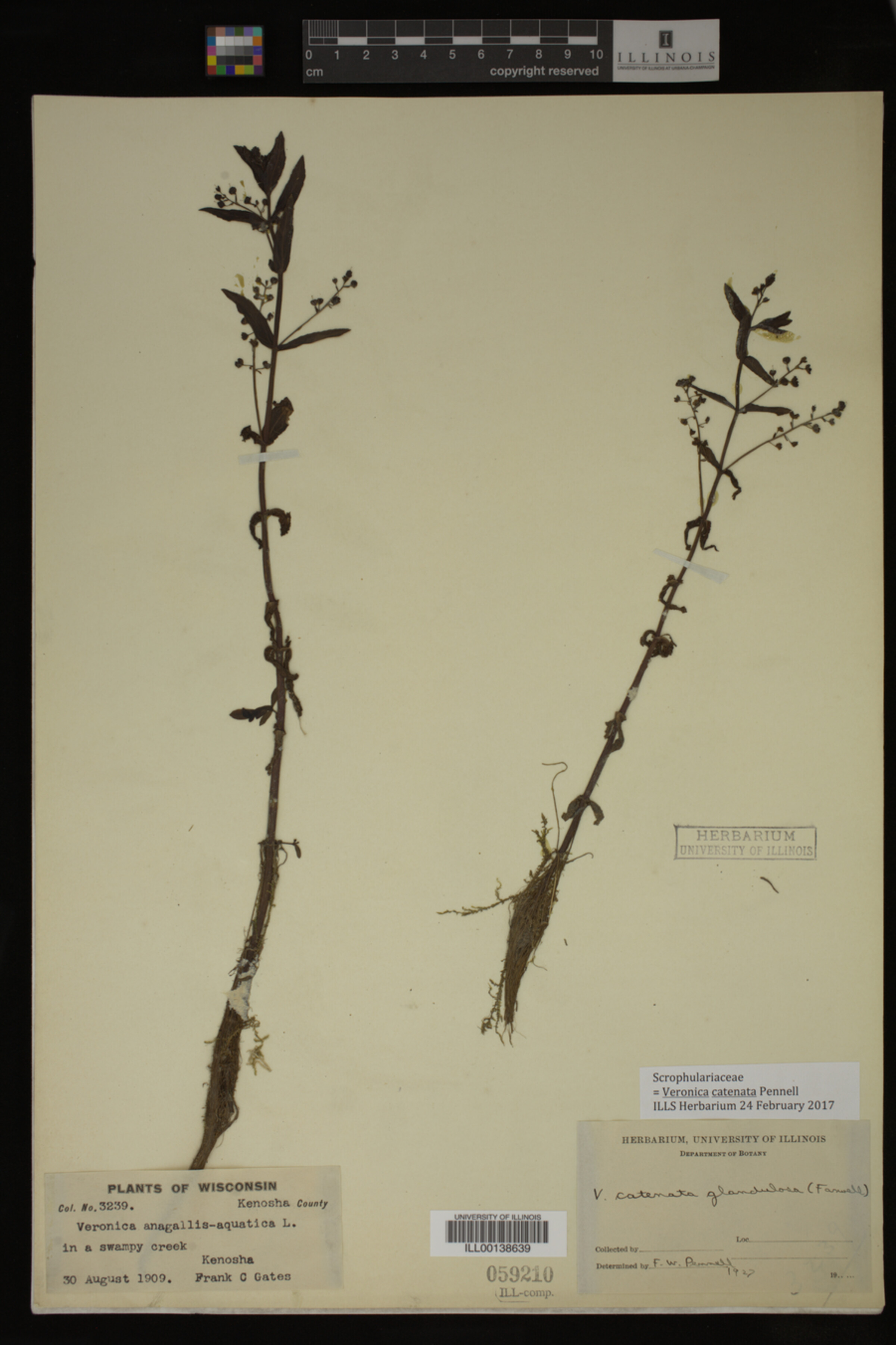 Veronica catenata image