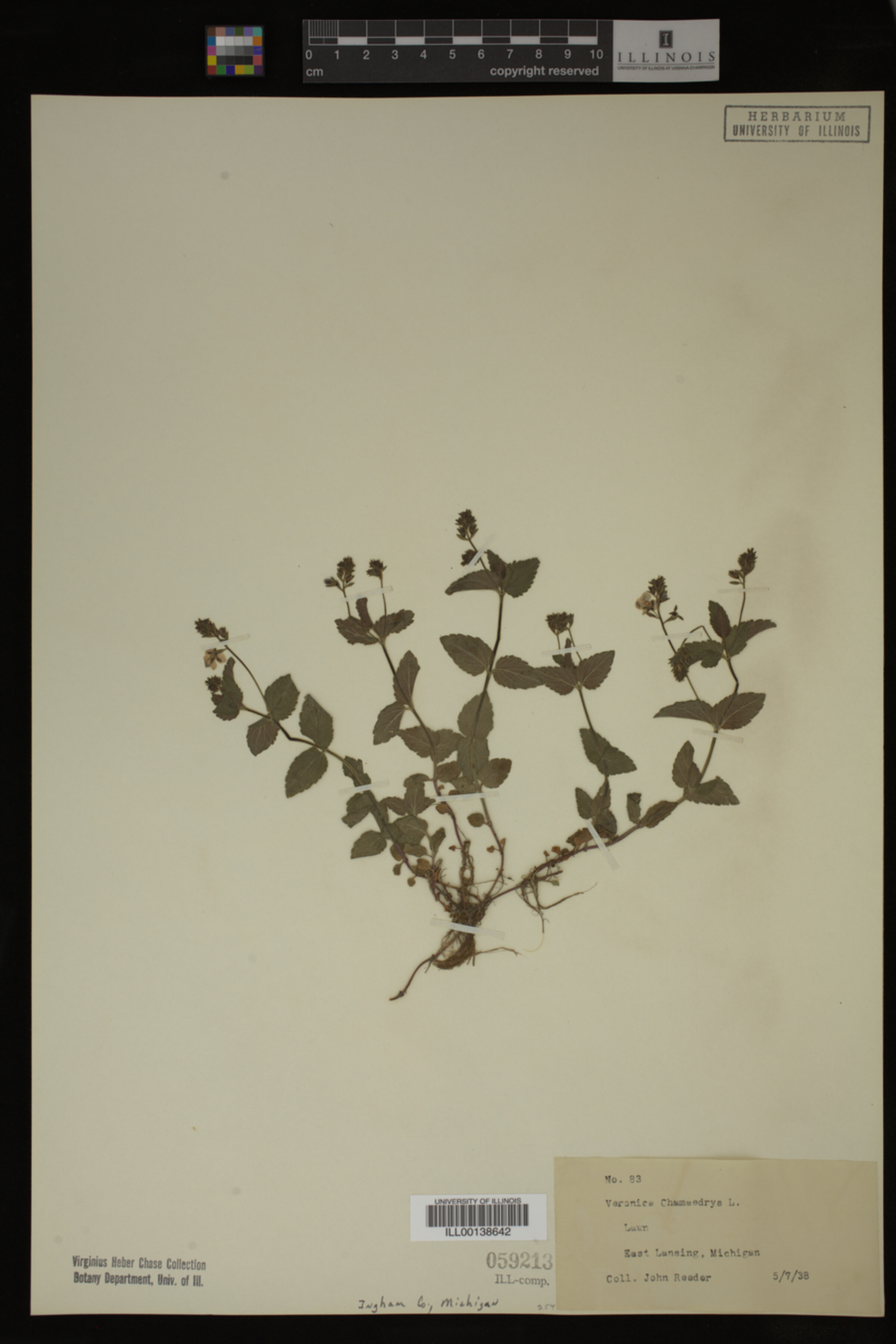 Veronica chamaedrys image