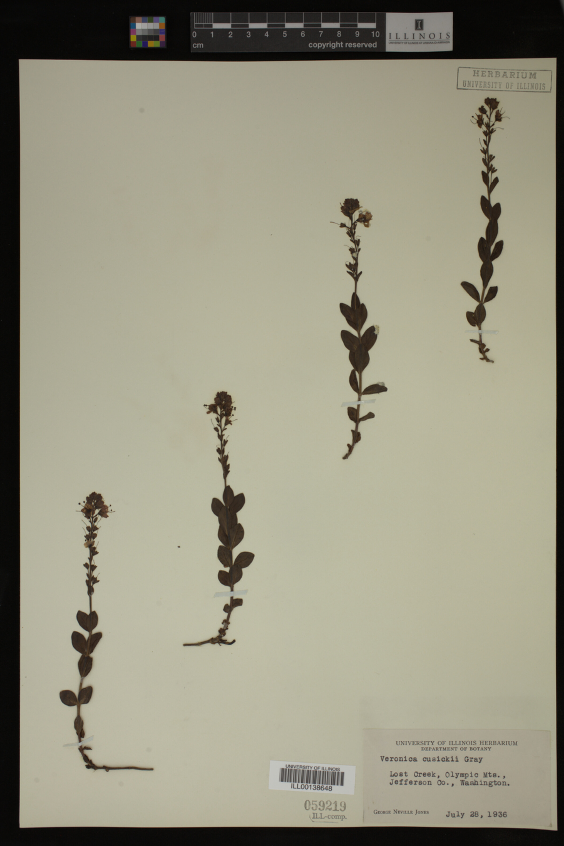 Veronica cusickii image