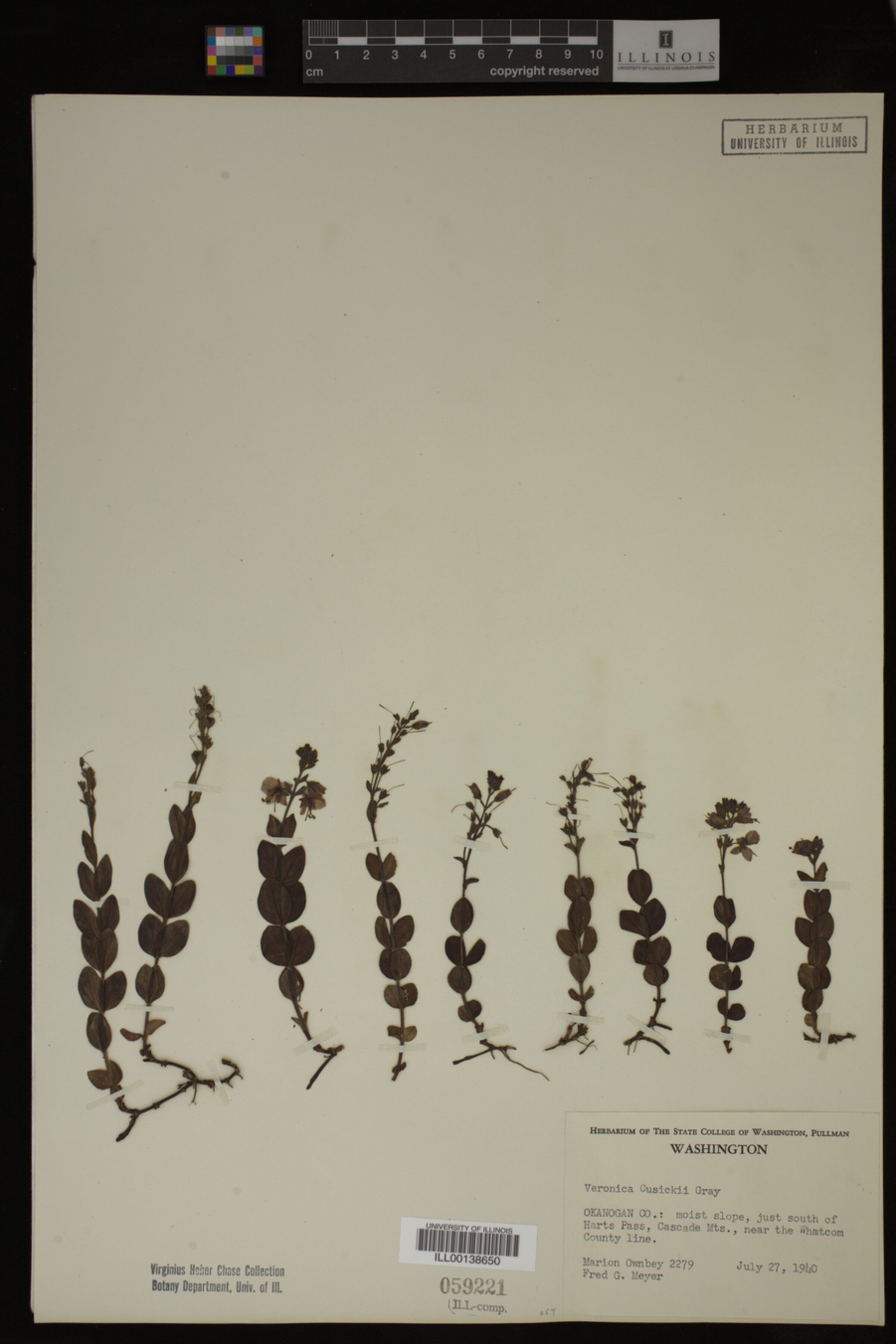Veronica cusickii image