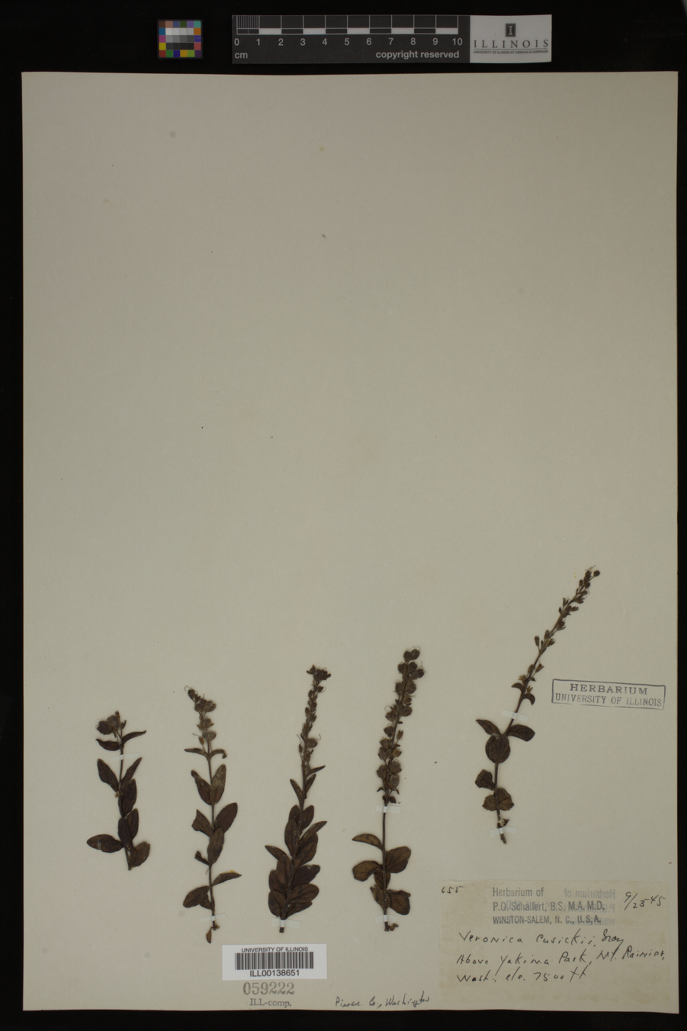 Veronica cusickii image