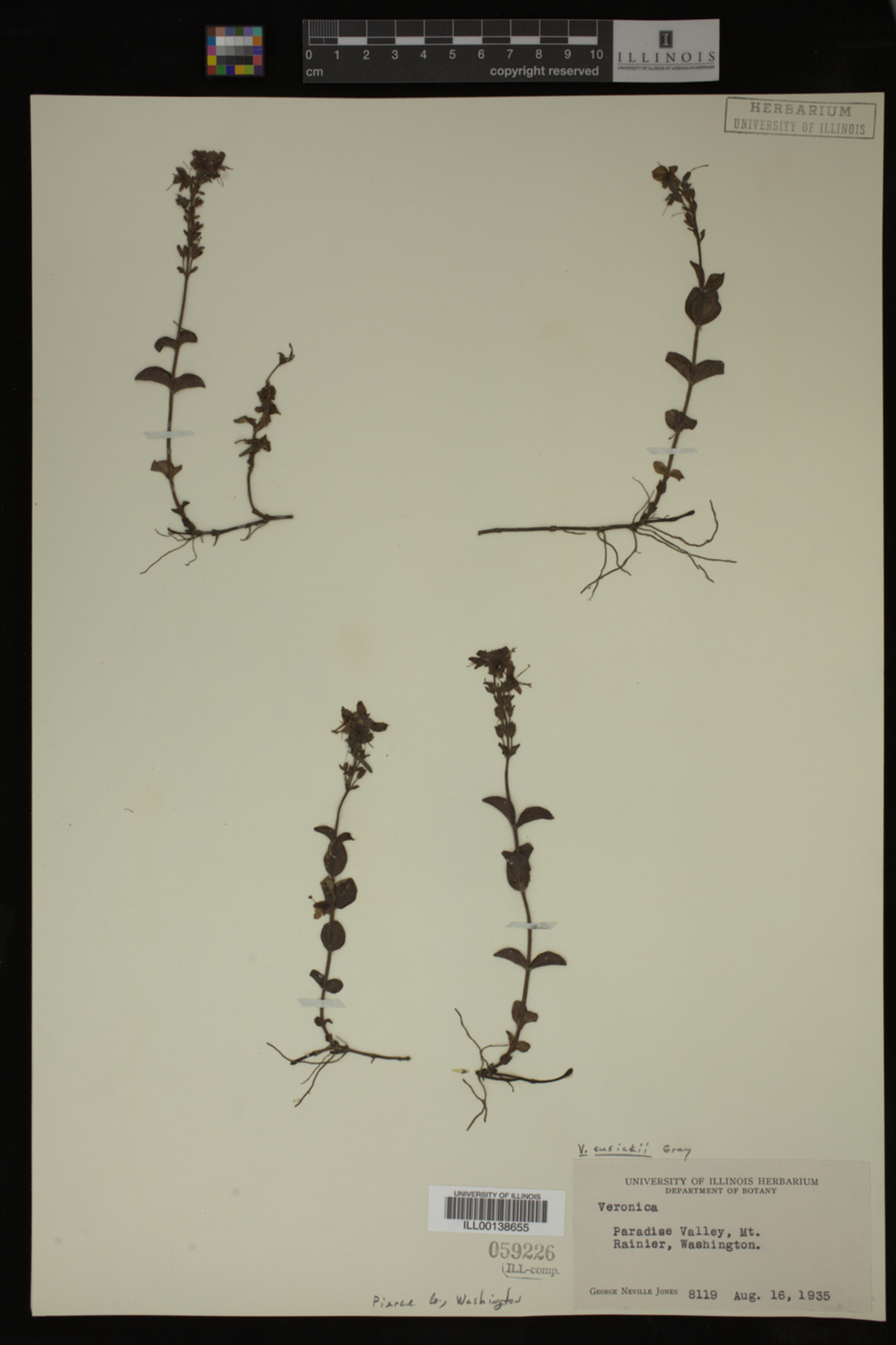 Veronica cusickii image