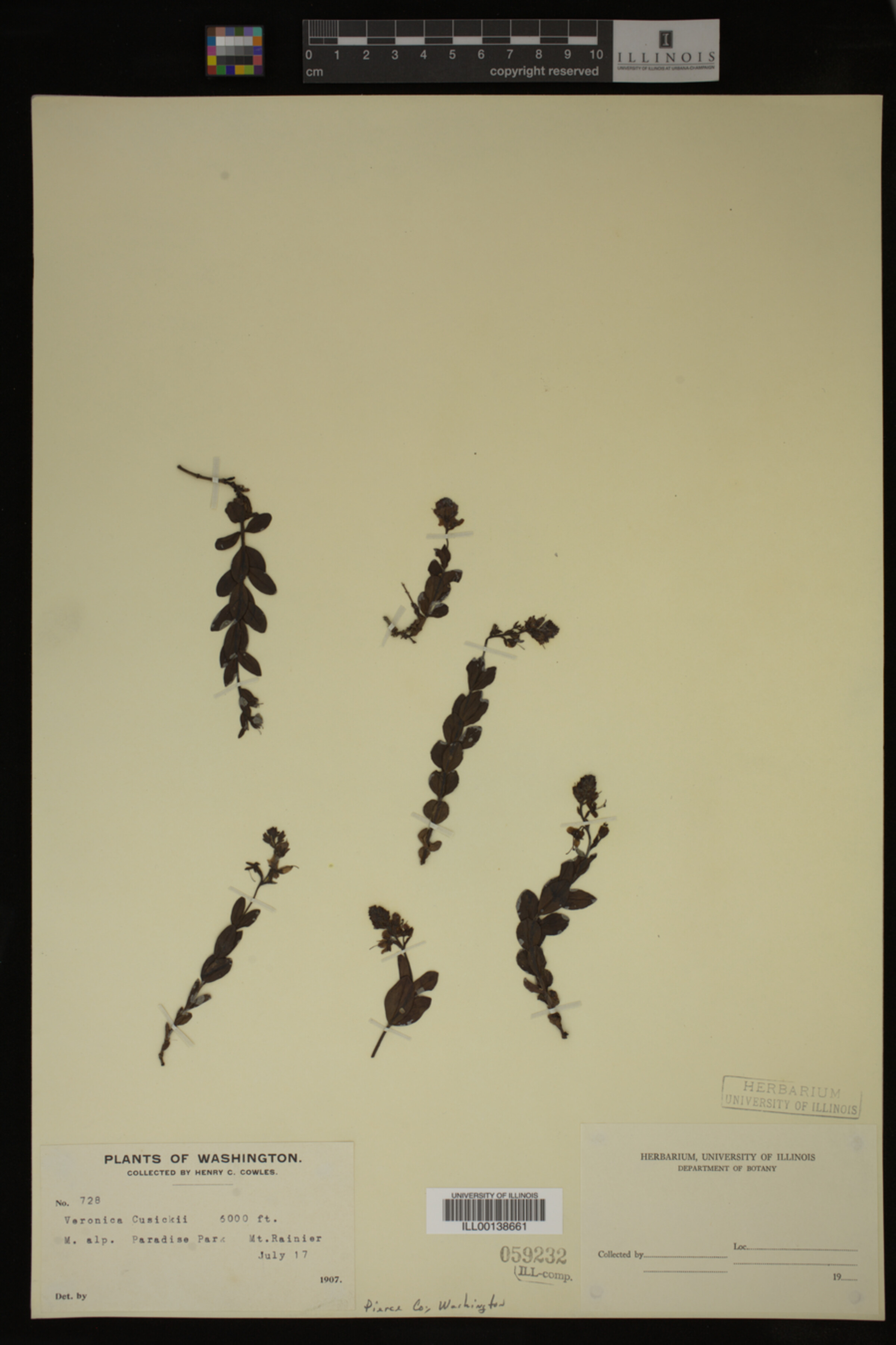 Veronica cusickii image
