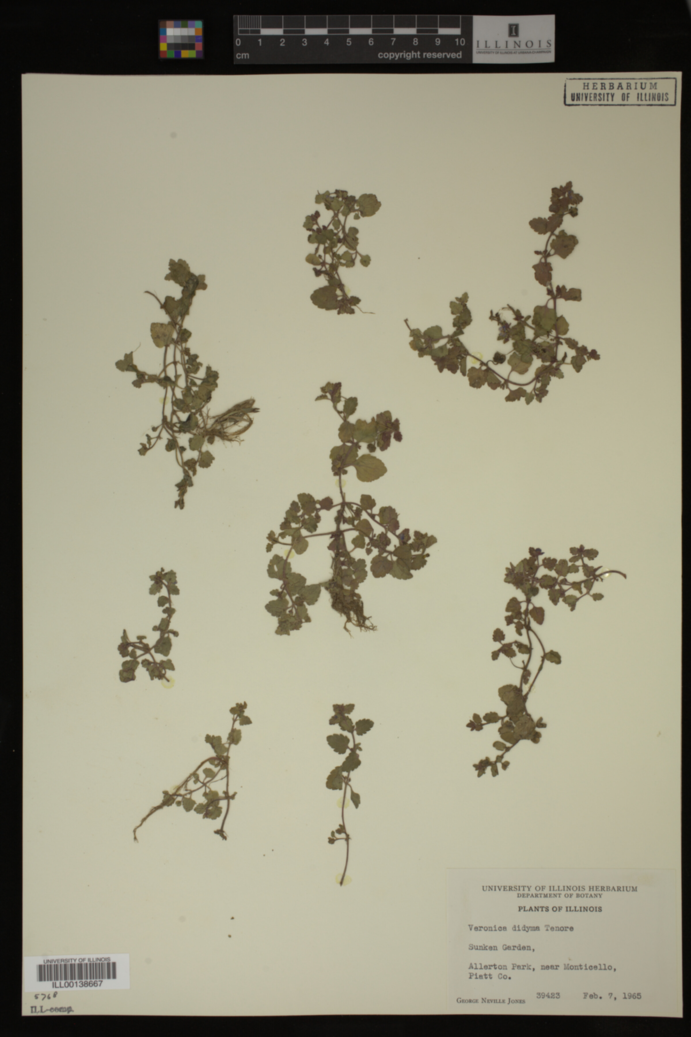 Veronica didyma image