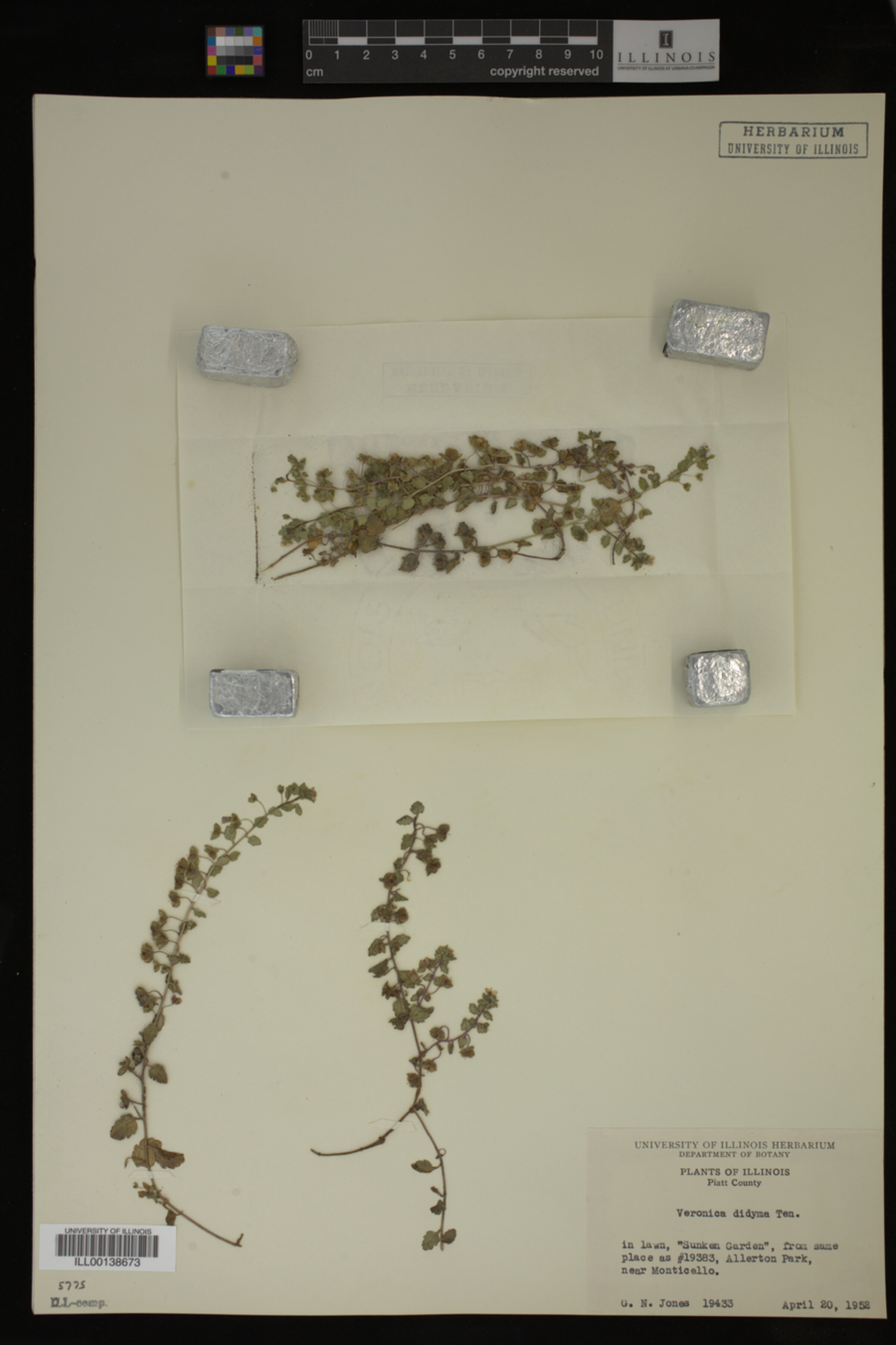 Veronica didyma image