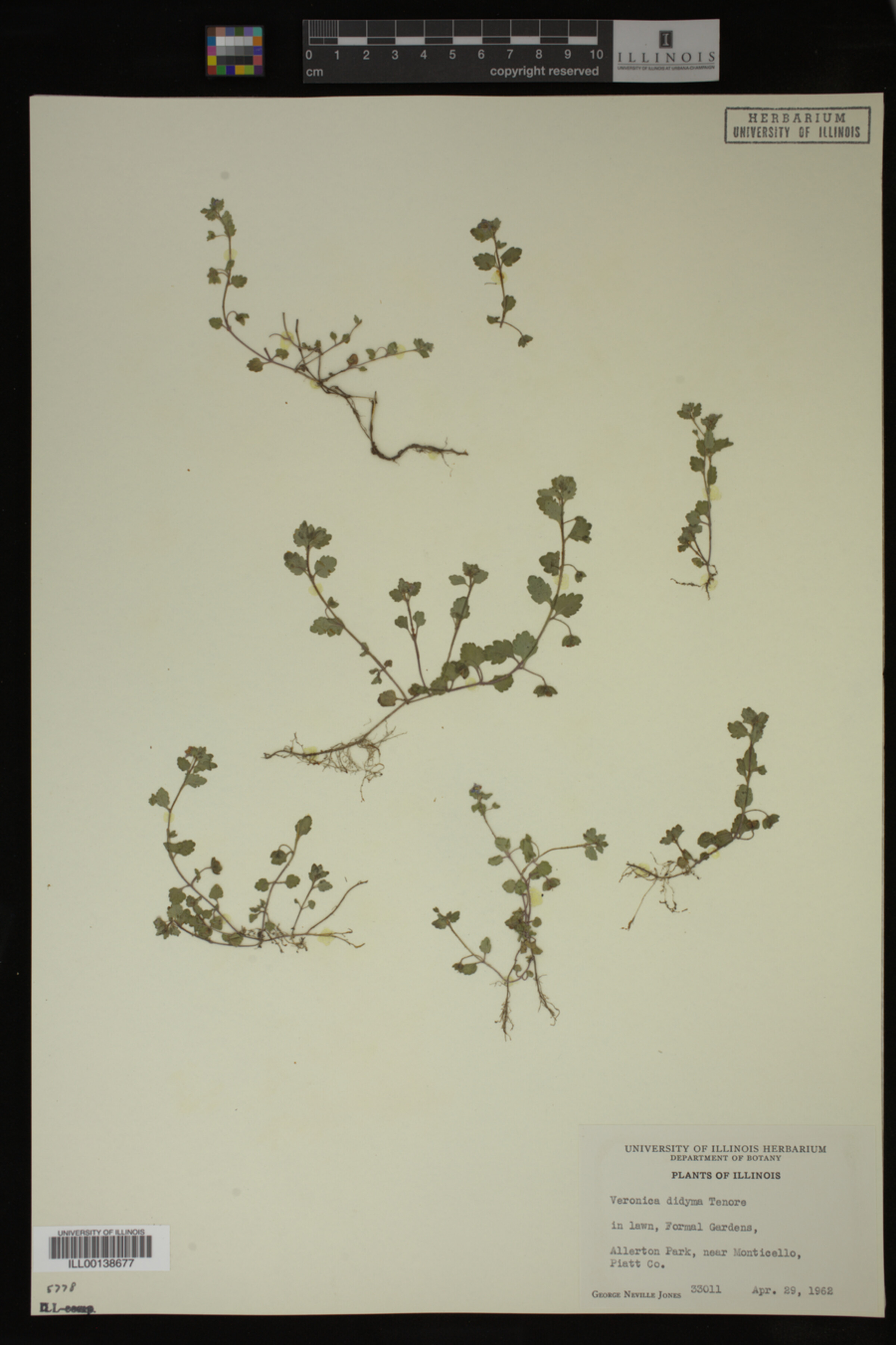 Veronica didyma image