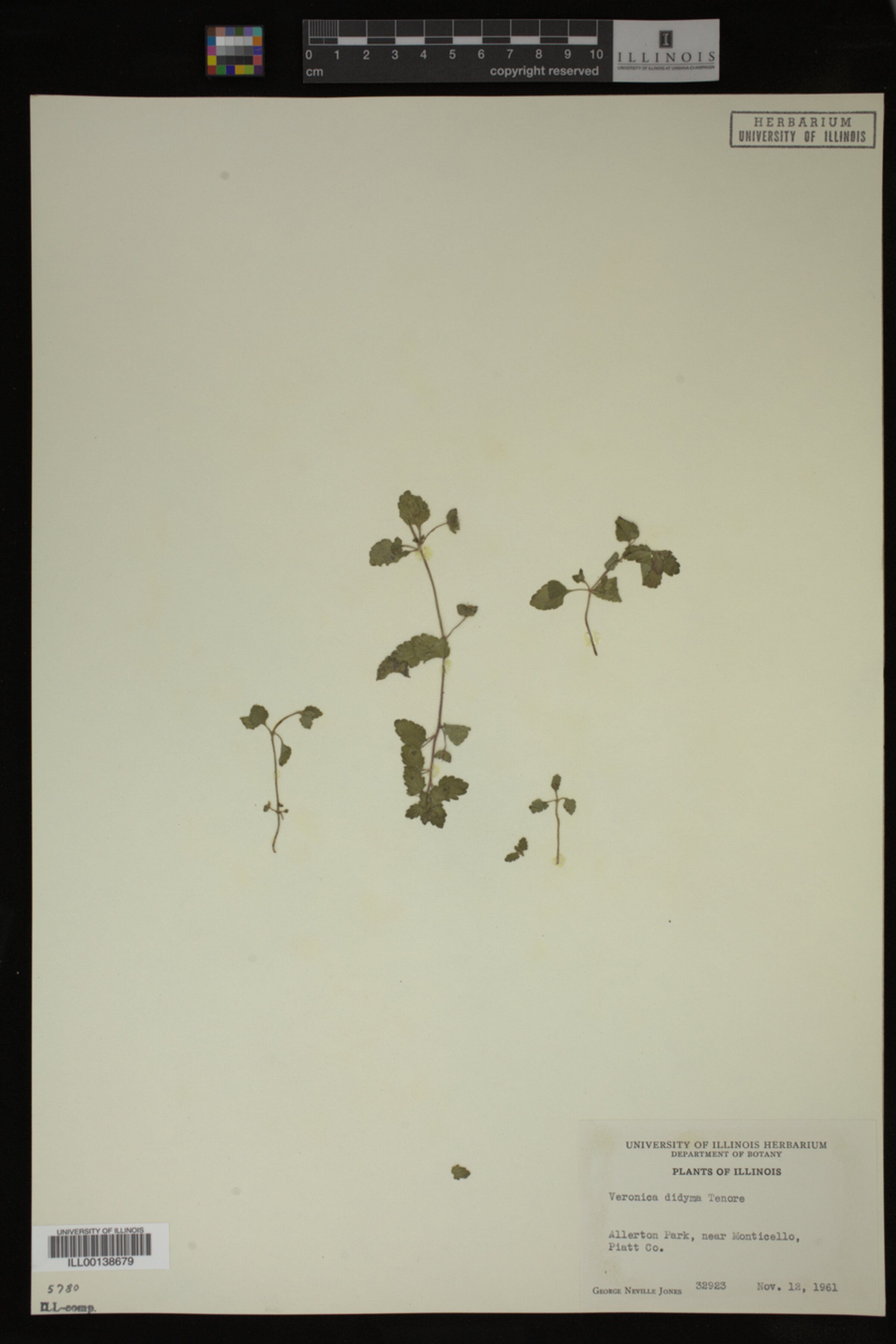 Veronica didyma image