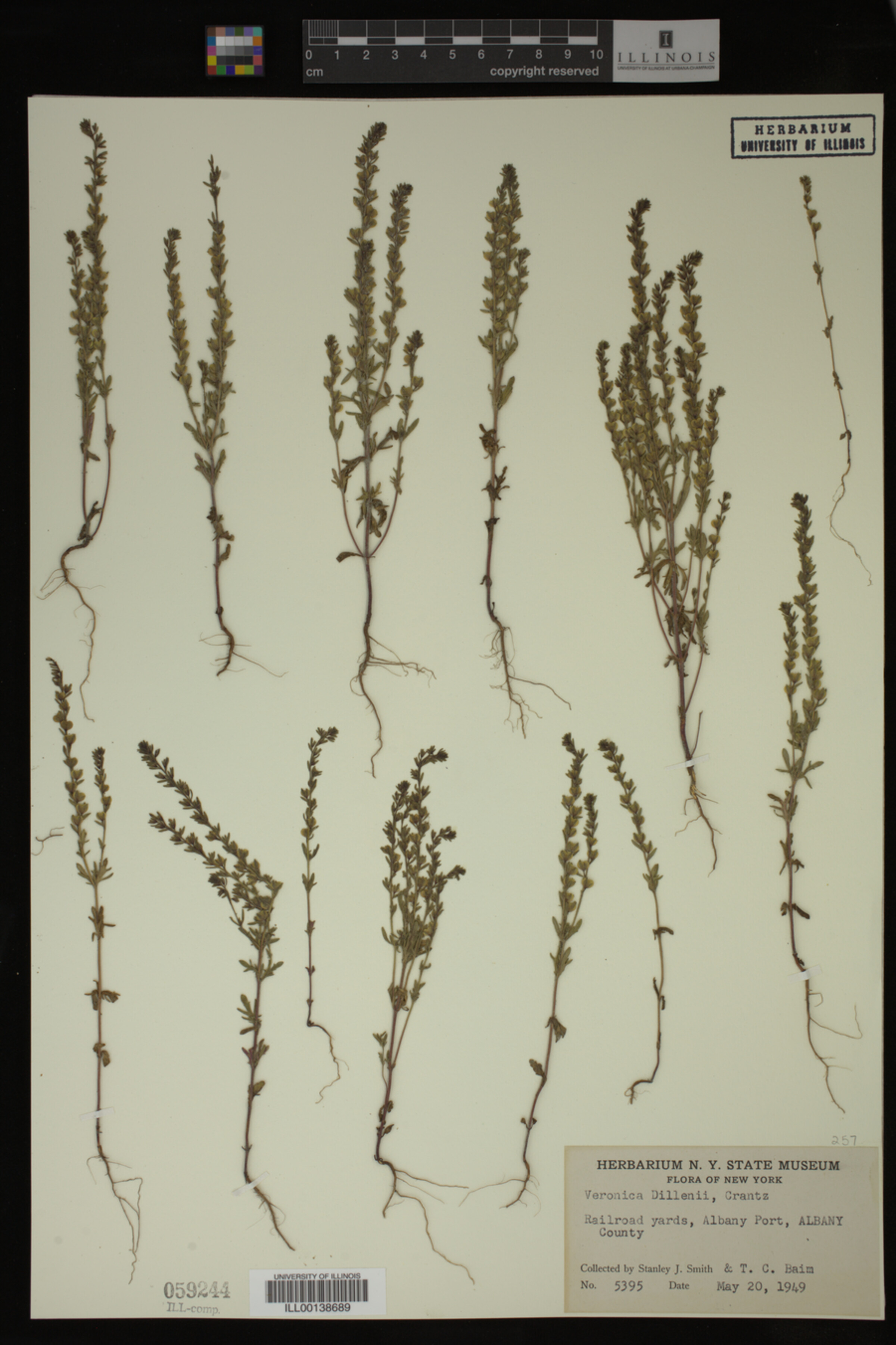 Veronica dillenii image